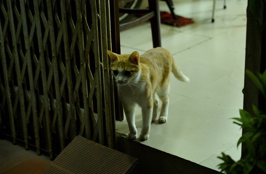 ca phe tren pho duong tau anh 26