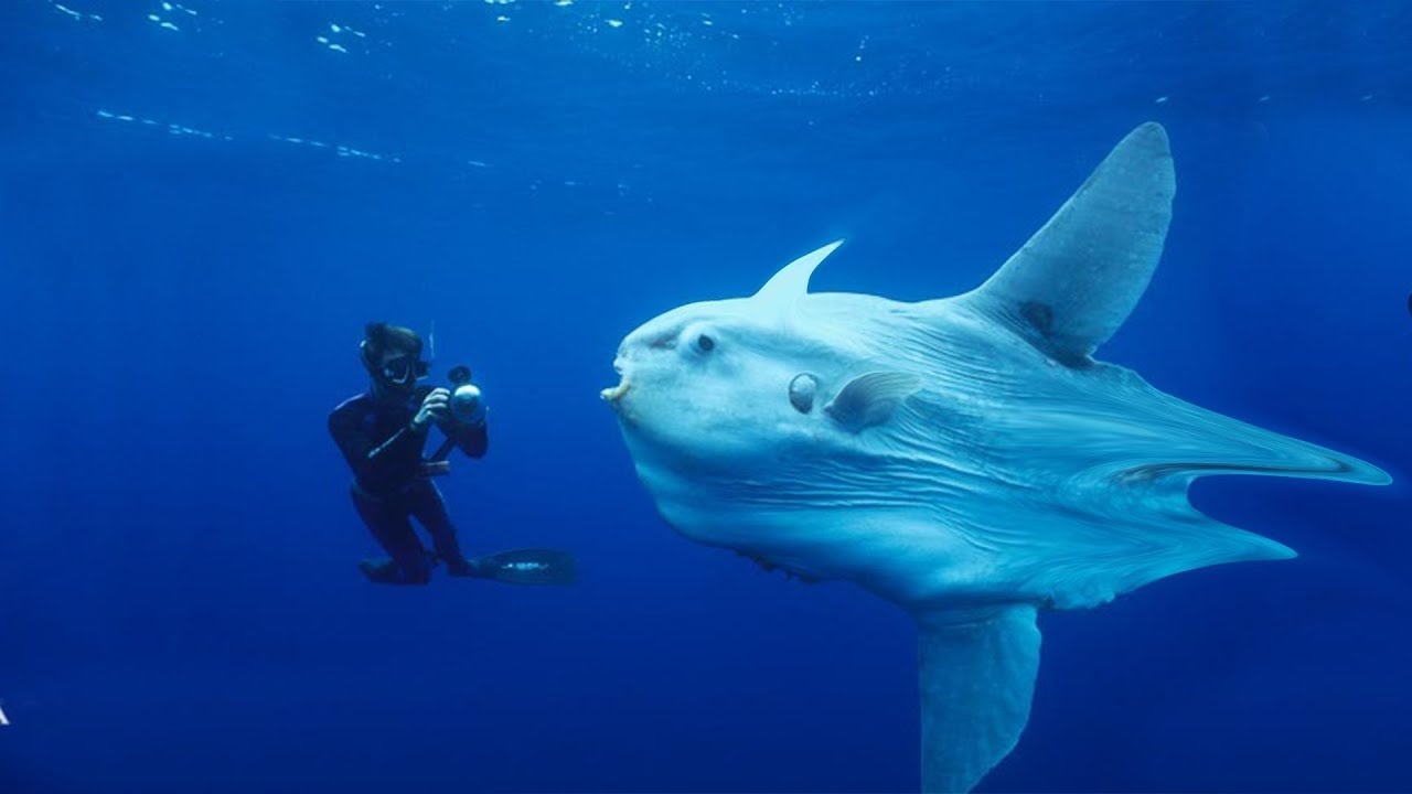 nuoc chiem bao nhieu dien tich Trai Dat anh 3