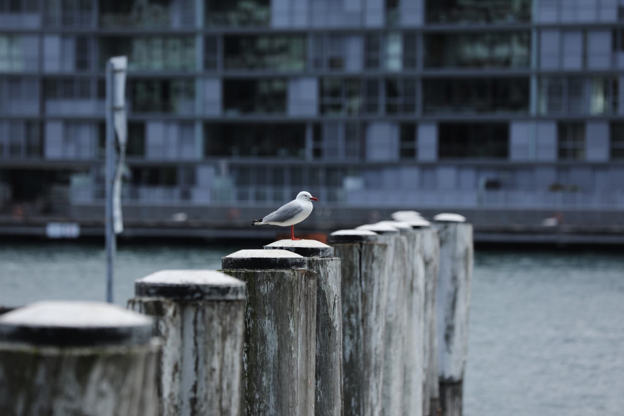 Australia va nhung khung troi mong mo anh 11