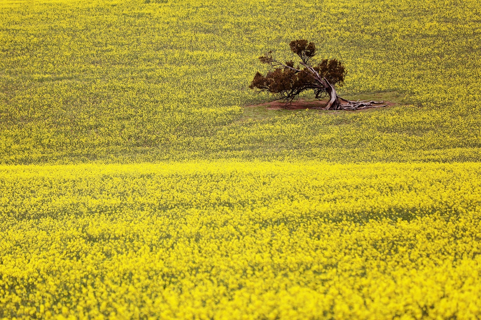 Australia và những khung trời mộng mơ ảnh 39 Australia va nhung khung troi mong mo anh 39