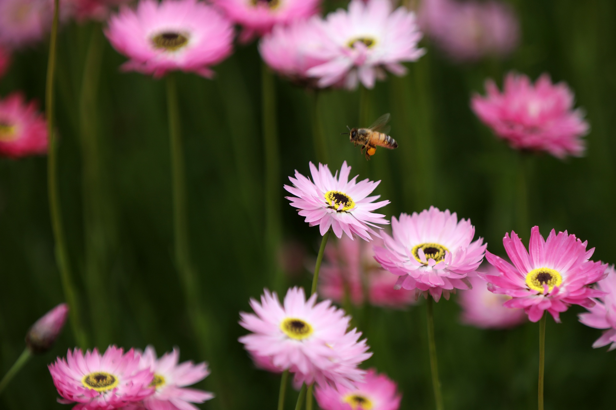 Australia va nhung khung troi mong mo anh 29