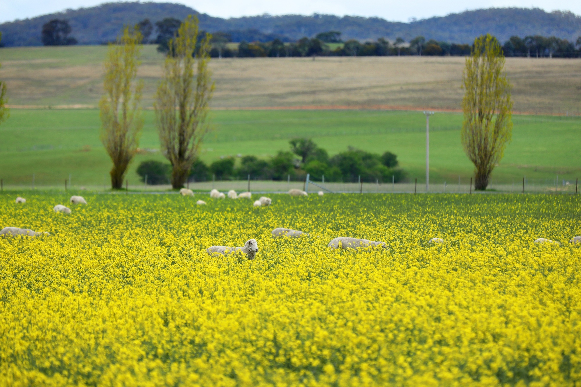 Australia va nhung khung troi mong mo anh 35