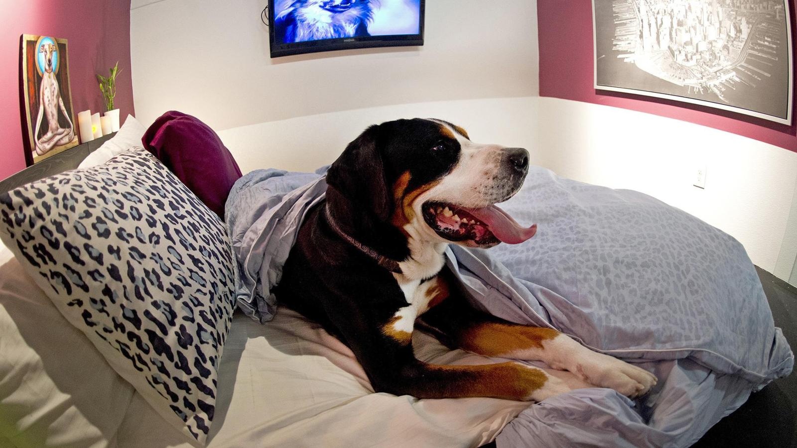 phòng khách sạn an toàn ảnh 4 phong khach san an toan anh 4