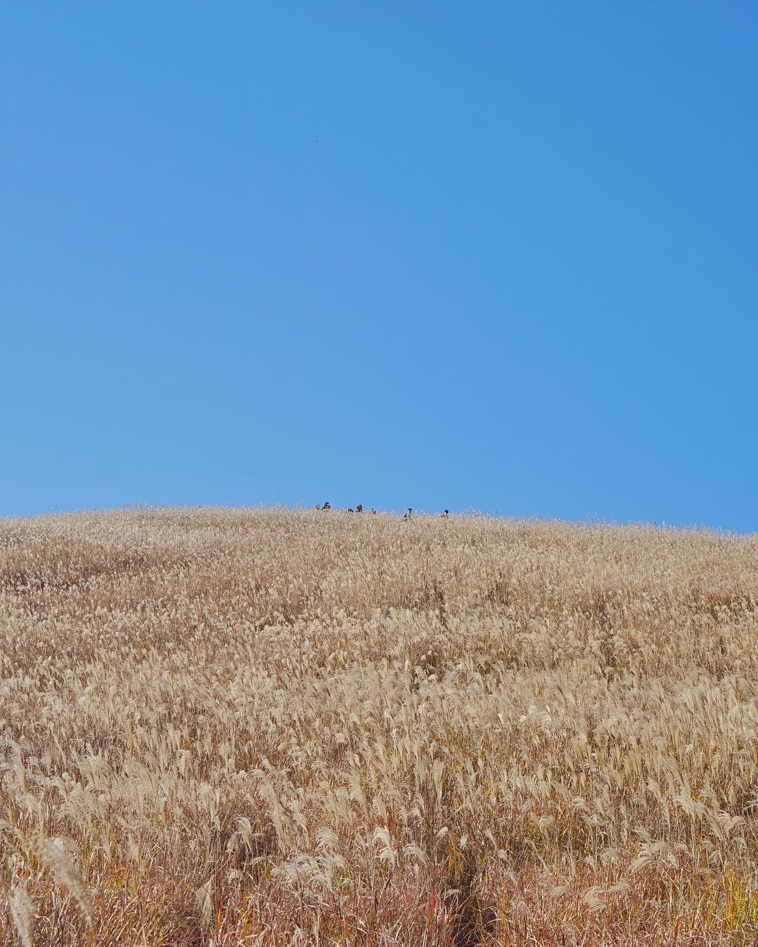 thien duong du lich noi tieng Han Quoc anh 3