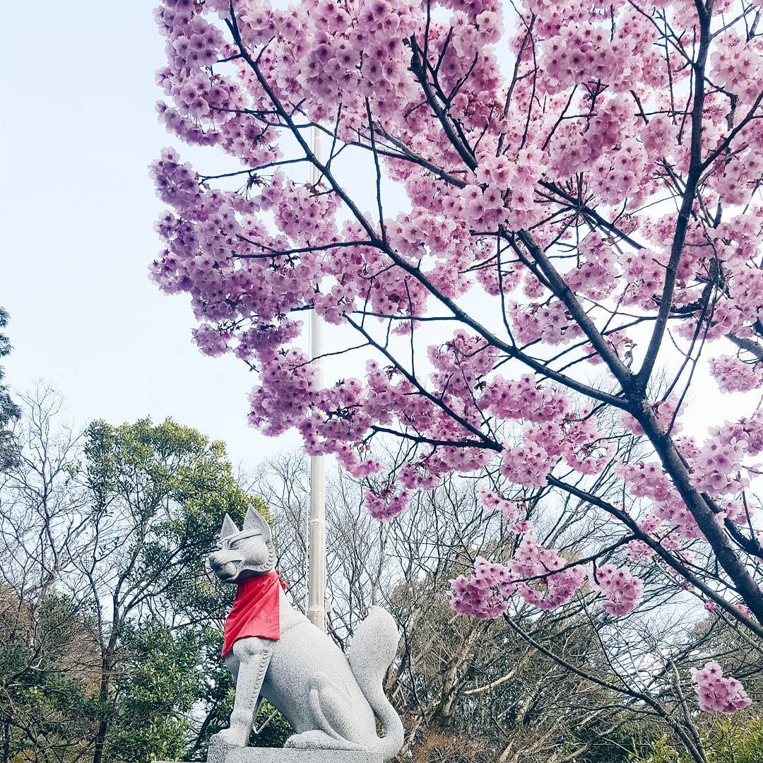 san hoa anh dao tu tuc anh 14