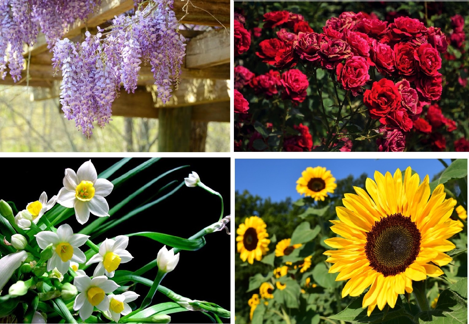 tình yêu bất diệt ảnh 1 tinh yeu bat diet anh 1