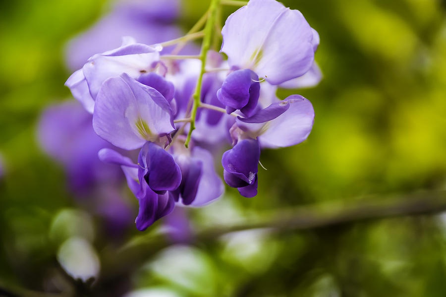 tình yêu bất diệt ảnh 3 tinh yeu bat diet anh 3