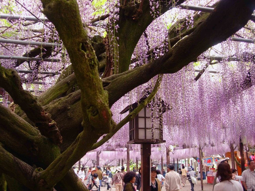 tình yêu bất diệt ảnh 7 tinh yeu bat diet anh 7