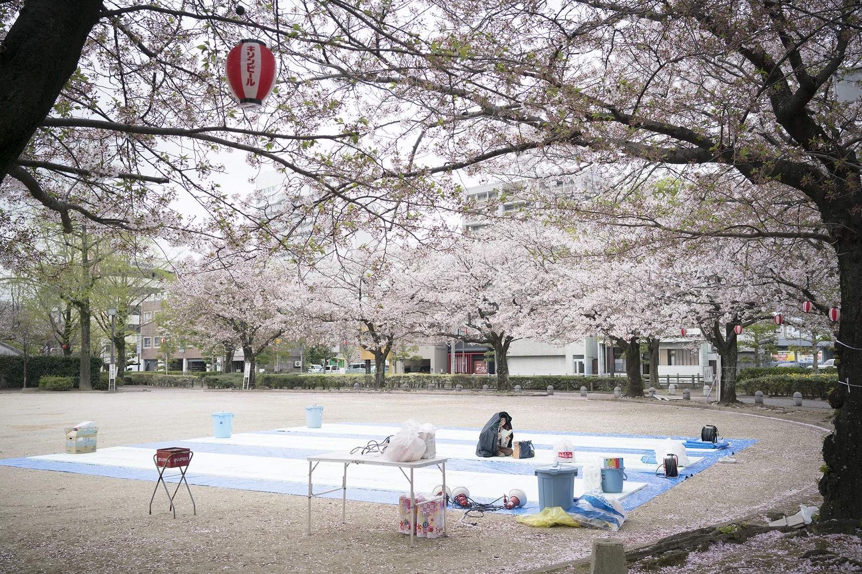 hoa anh dao no anh 4