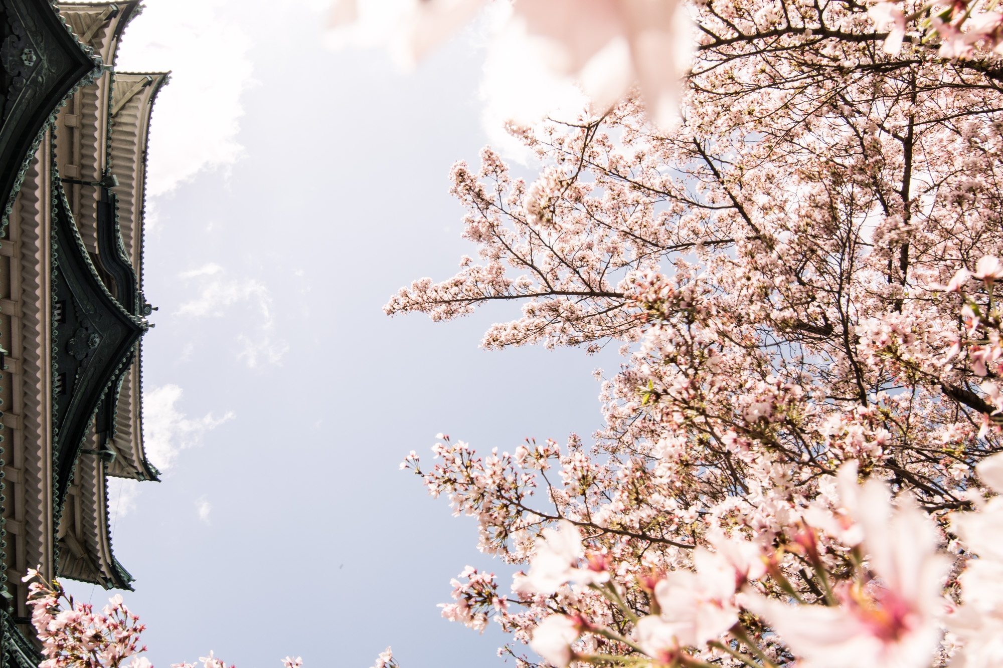 hoa anh dao no anh 6