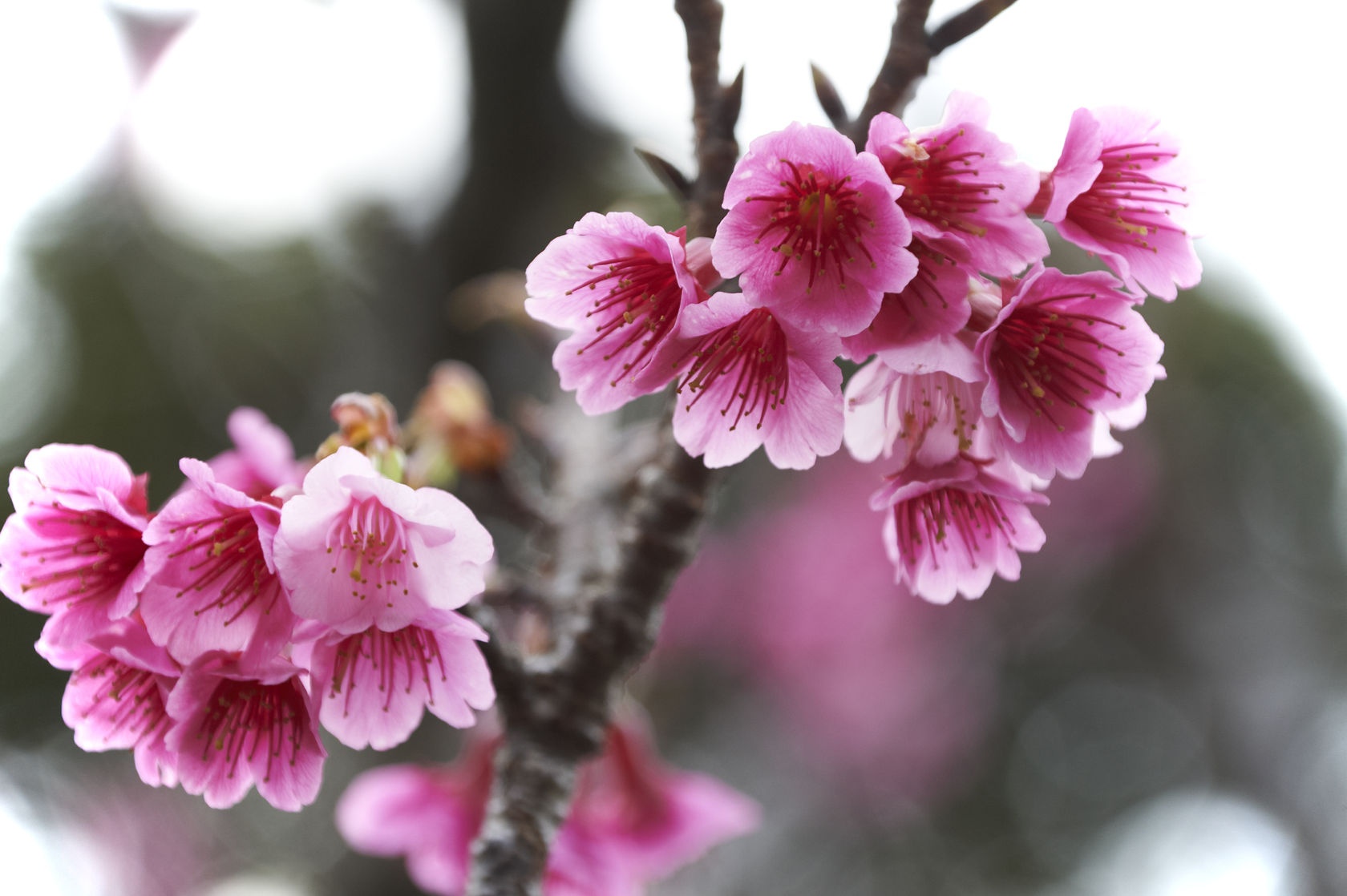 hoa anh đào nở ảnh 5 hoa anh dao no anh 5