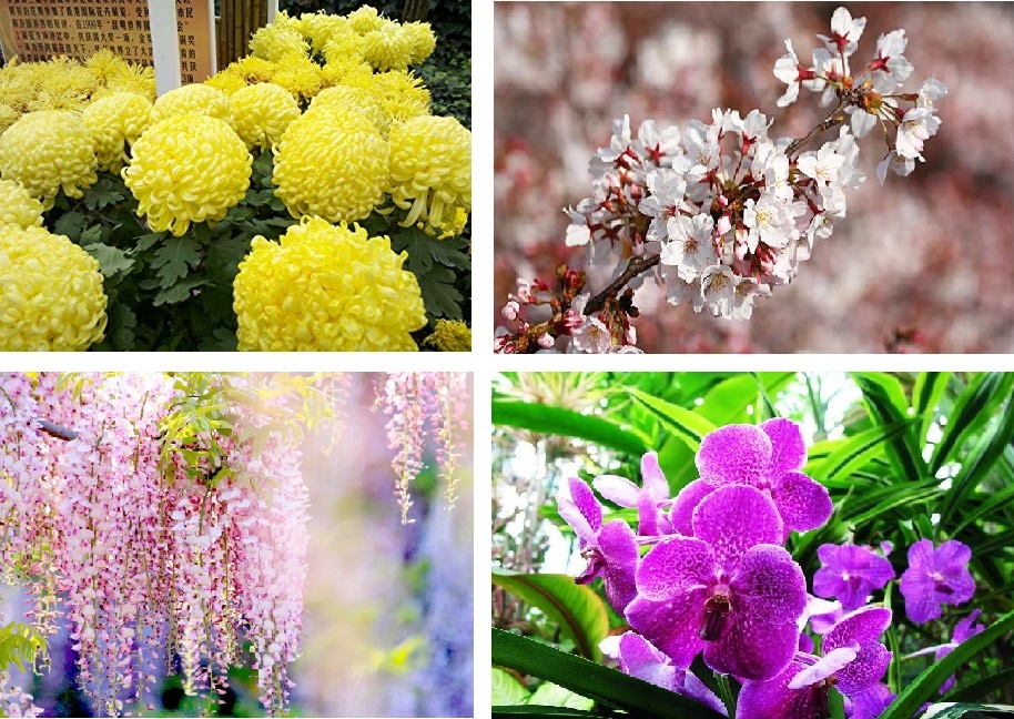 hoa anh đào nở ảnh 1 hoa anh dao no anh 1