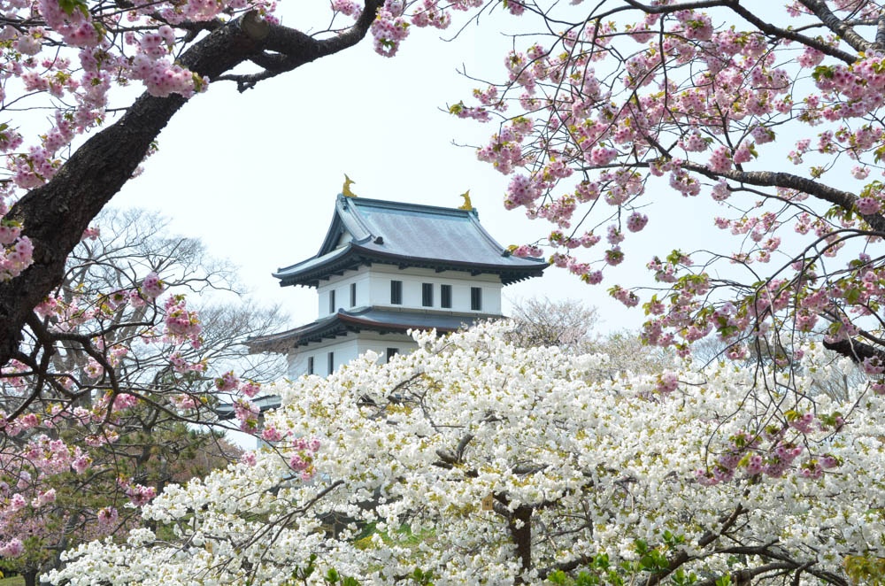 Vi sao nguoi Nhat Ban goi hoa anh dao la Sakura? hinh anh