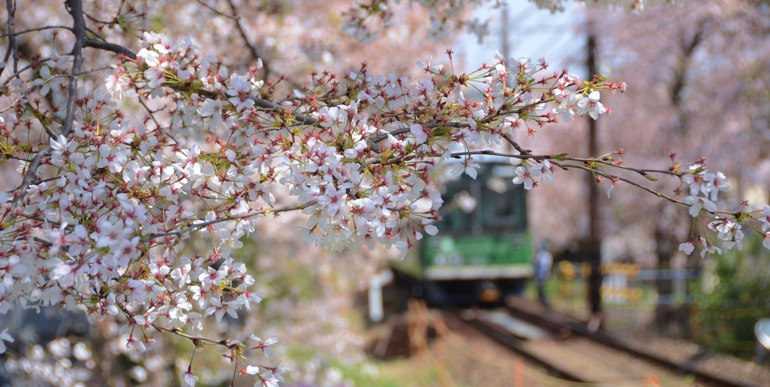 hoa anh đào nở ảnh 2 hoa anh dao no anh 2
