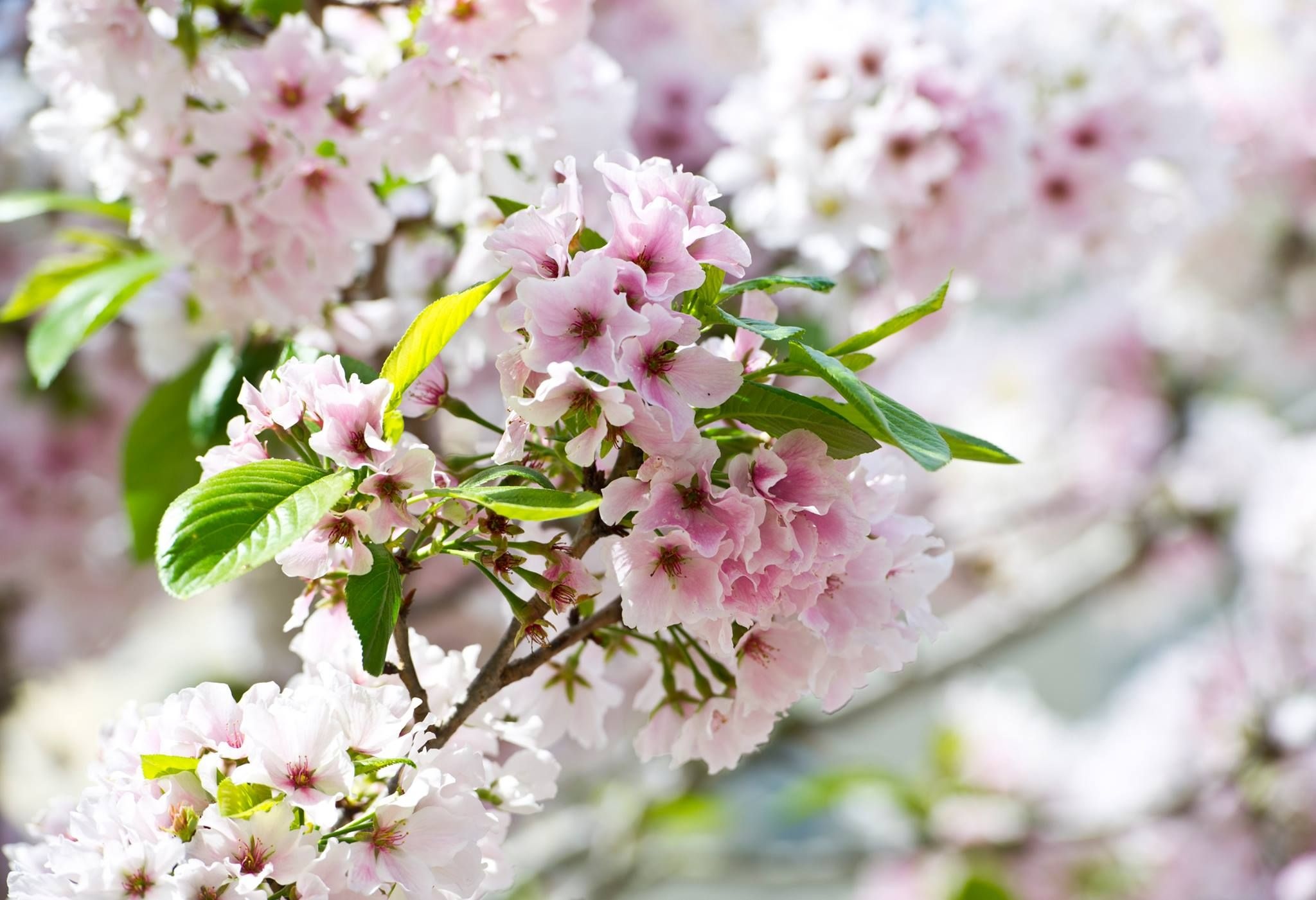 thu do hoa anh dao cua the gioi anh 3