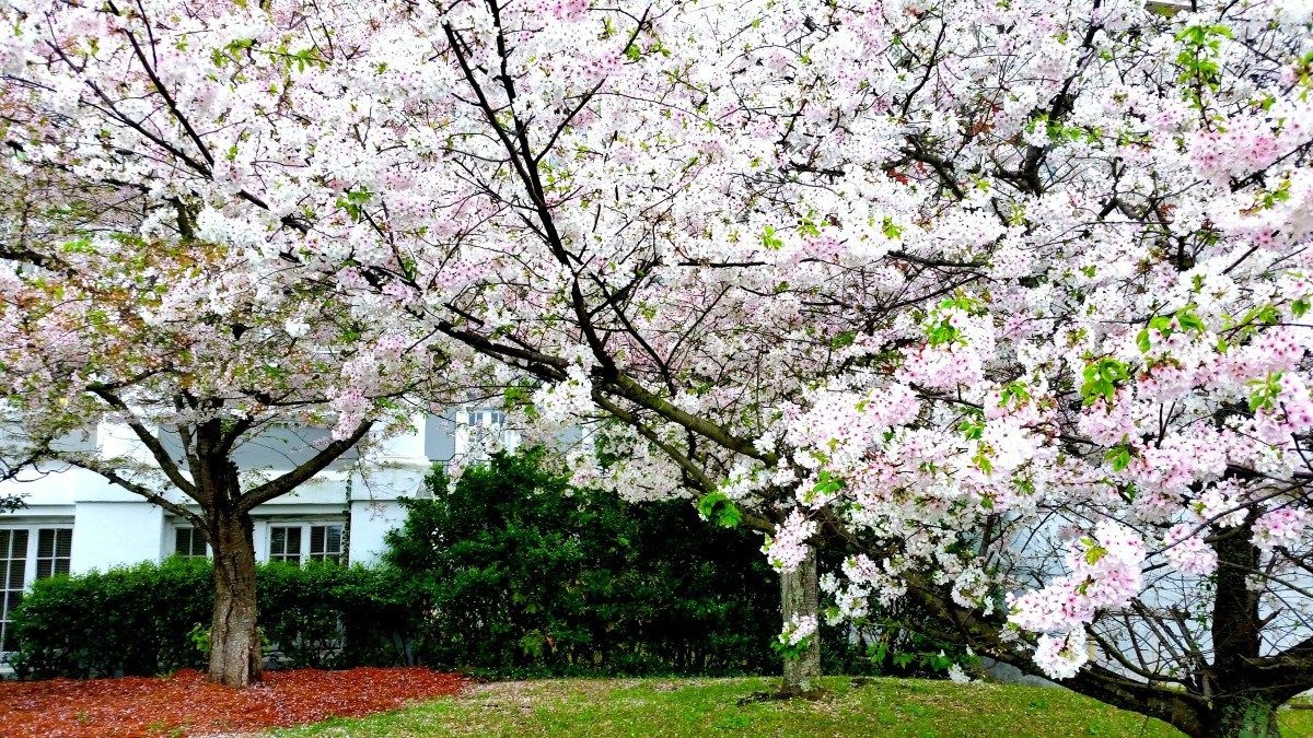 thu do hoa anh dao cua the gioi anh 4