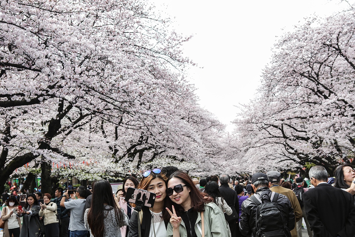 hoa anh đào nở ảnh 3 hoa anh dao no anh 3