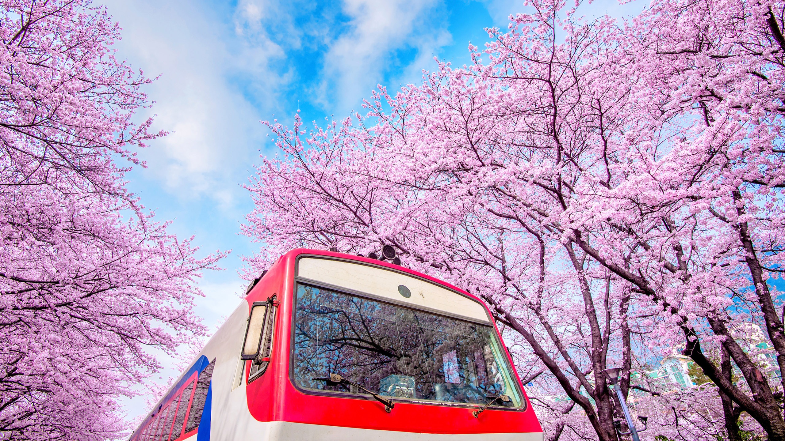 the gioi rop troi hoa anh dao anh 13