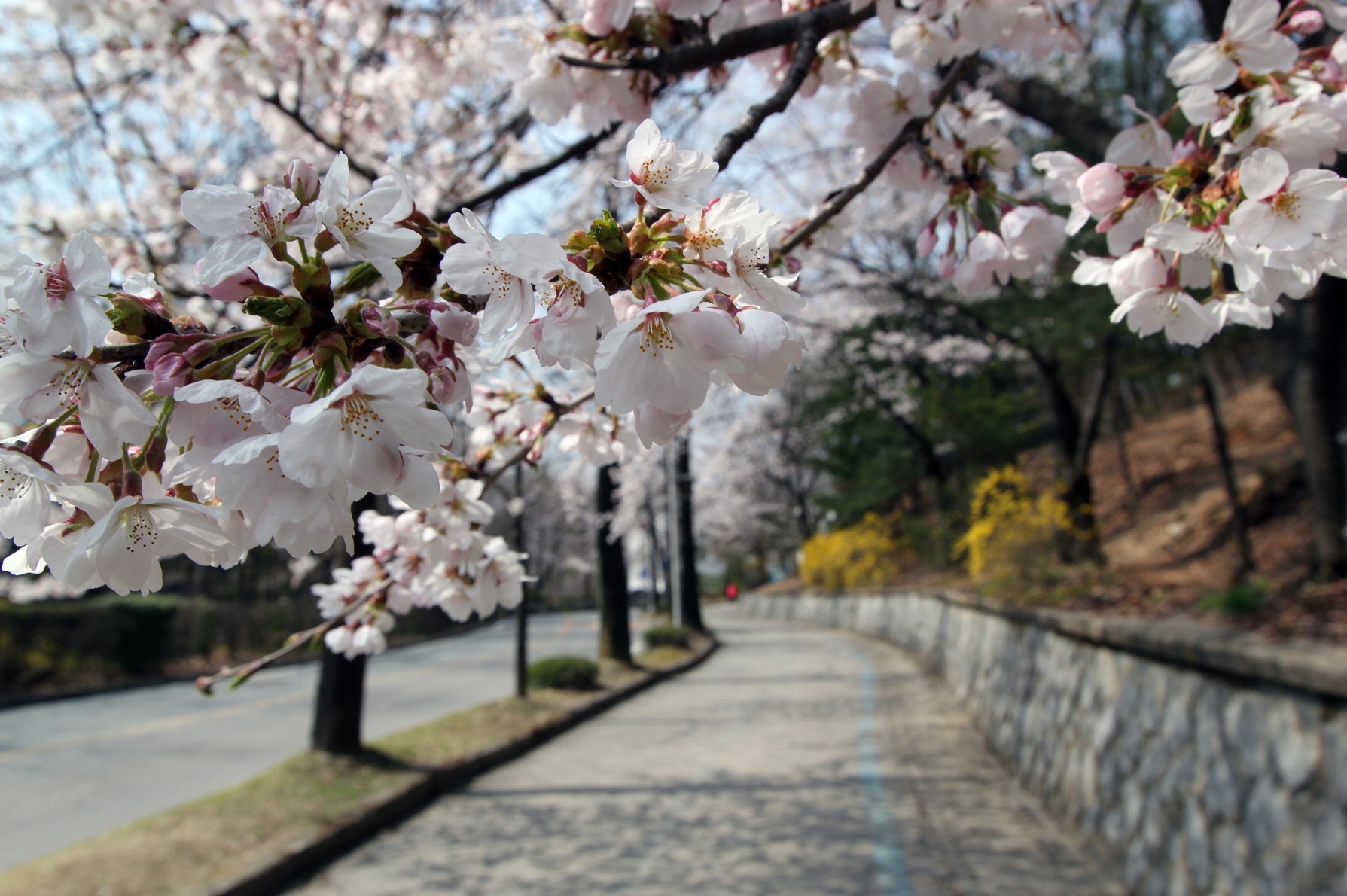 the gioi rop troi hoa anh dao anh 17