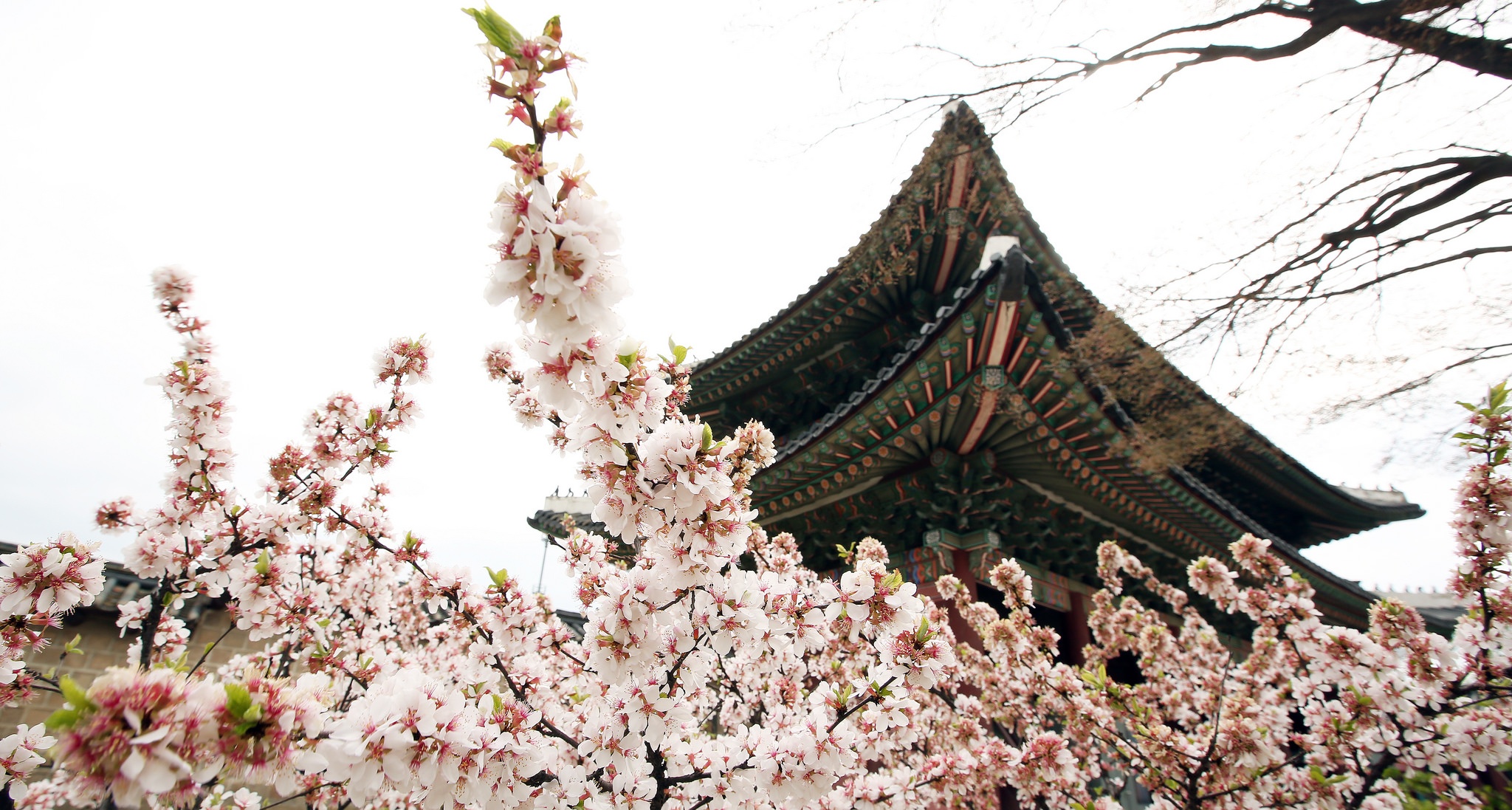 the gioi rop troi hoa anh dao anh 18