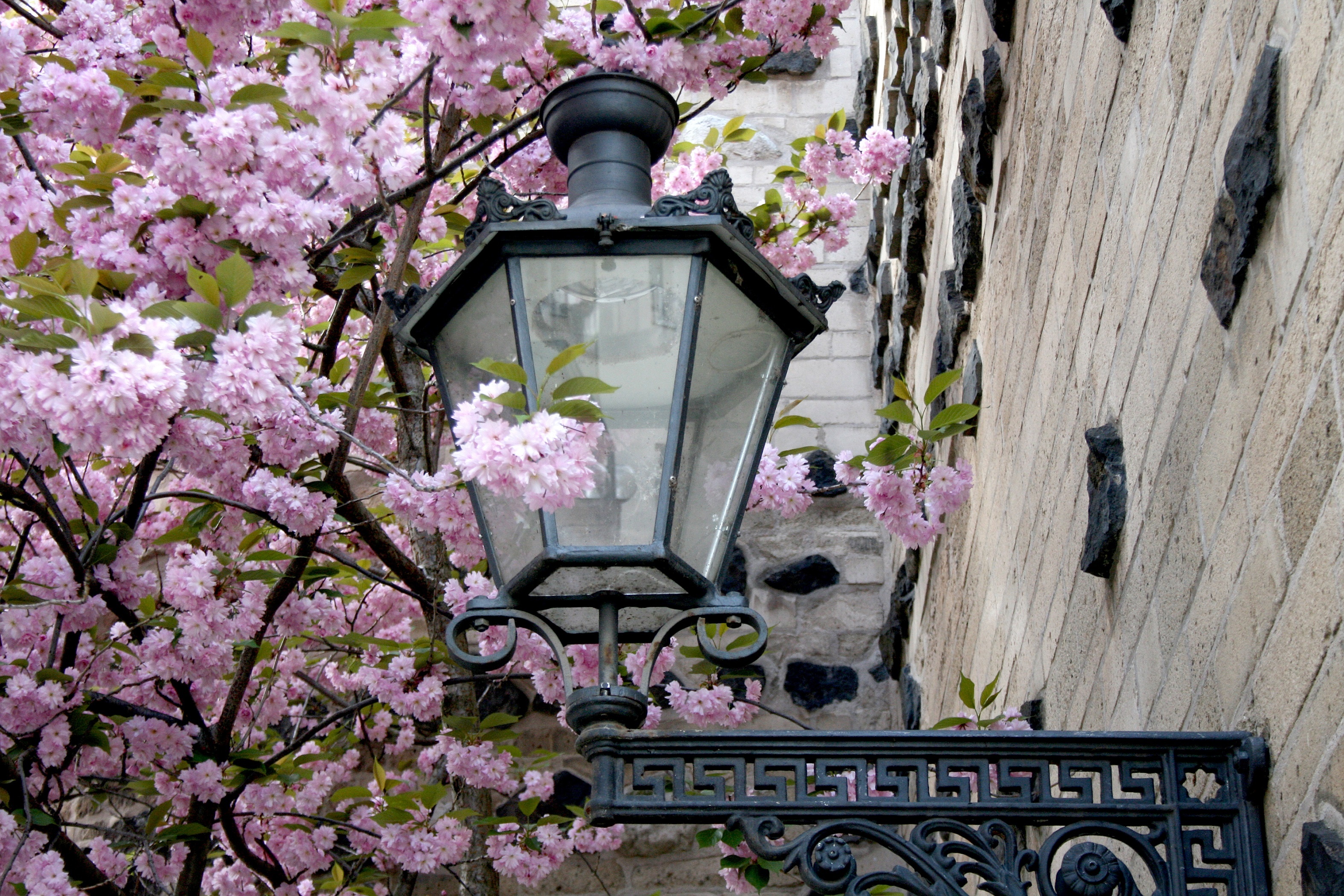 the gioi rop troi hoa anh dao anh 23