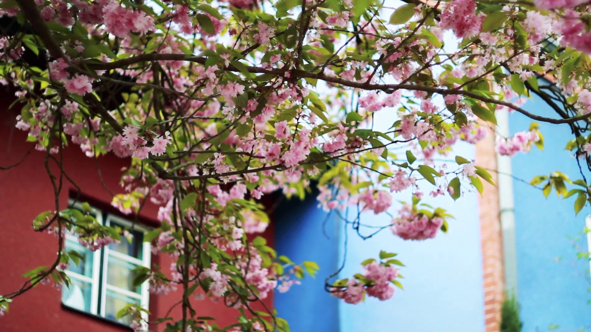 the gioi rop troi hoa anh dao anh 24