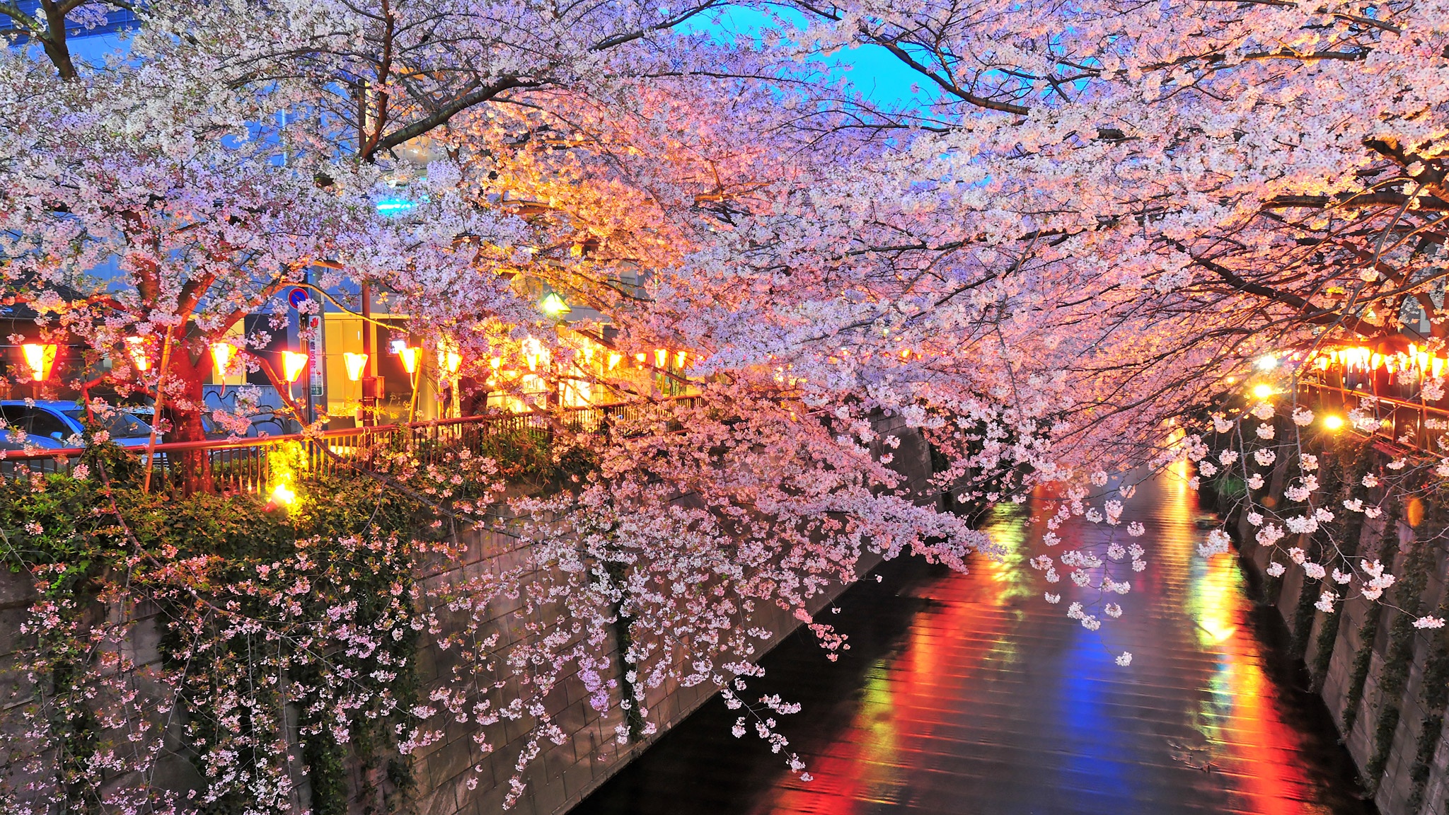 the gioi rop troi hoa anh dao anh 1