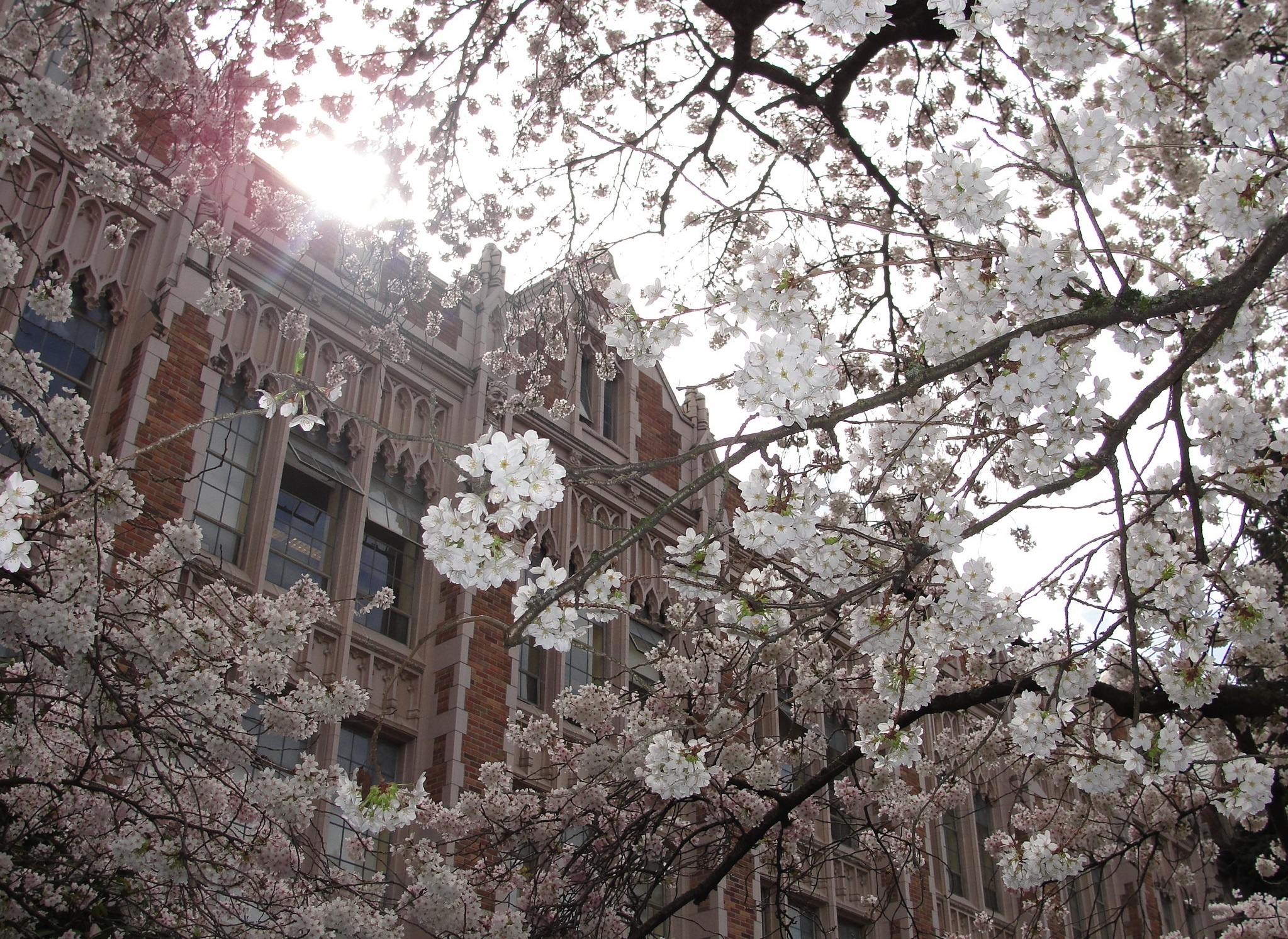 the gioi rop troi hoa anh dao anh 40