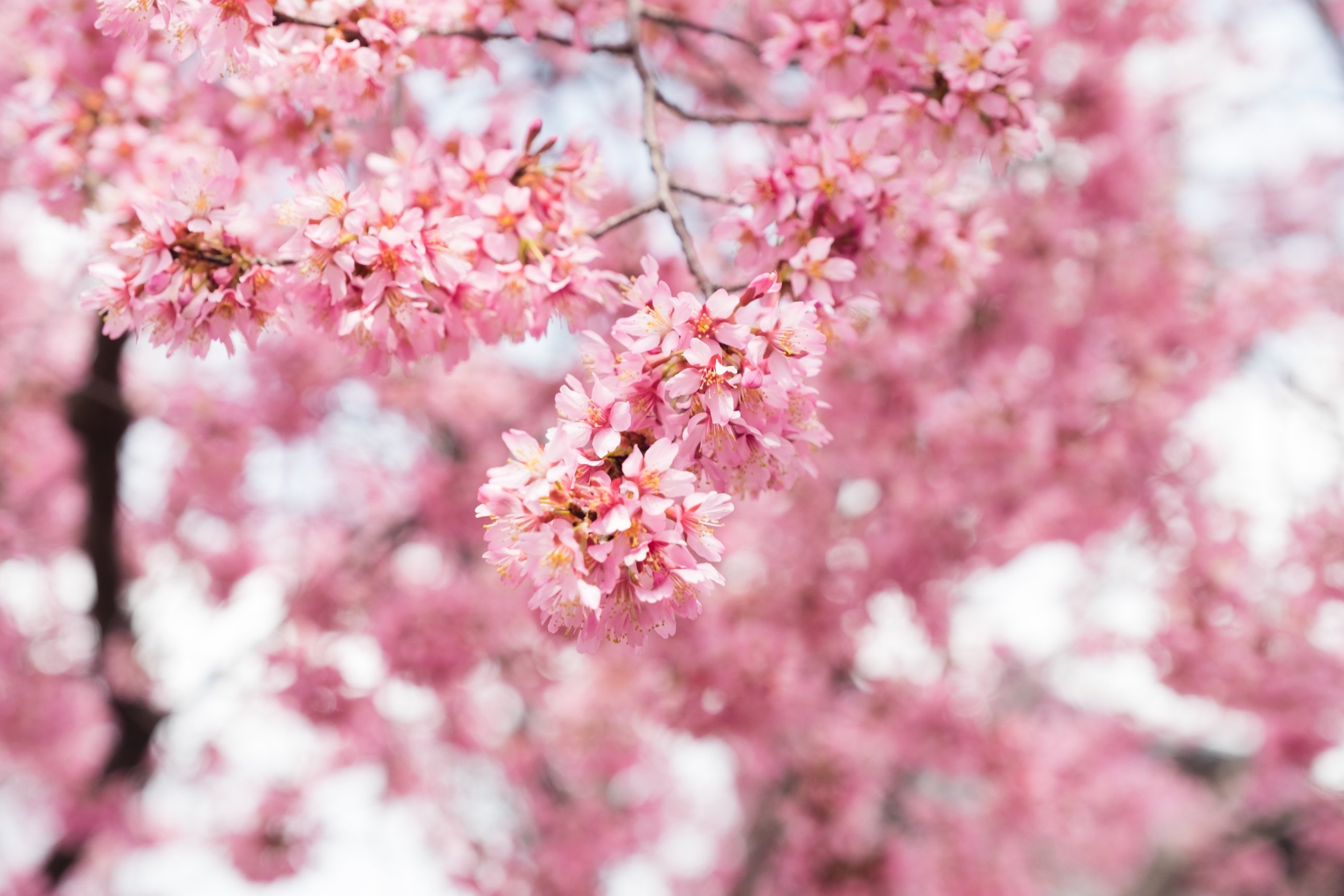 the gioi rop troi hoa anh dao anh 47