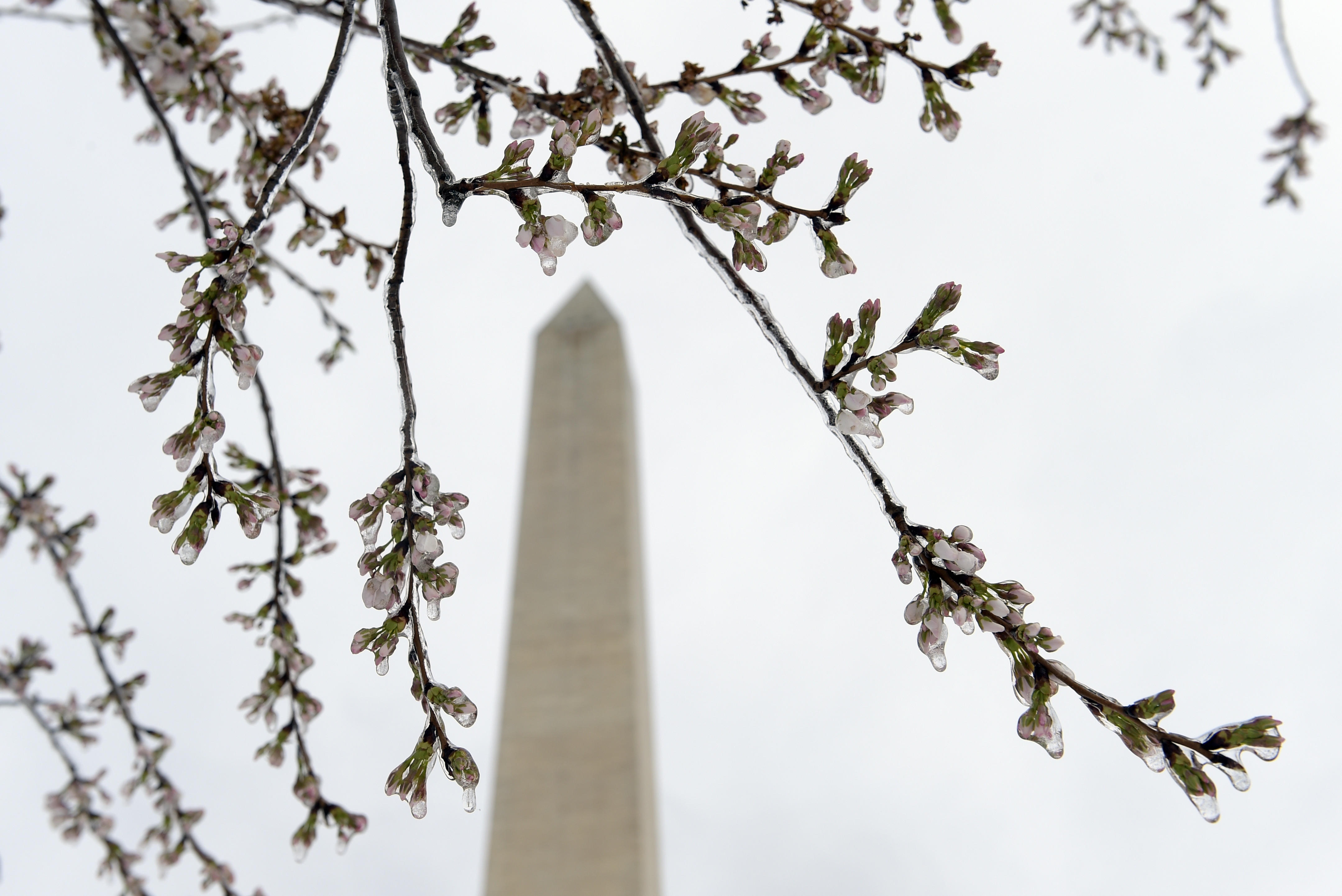 the gioi rop troi hoa anh dao anh 36