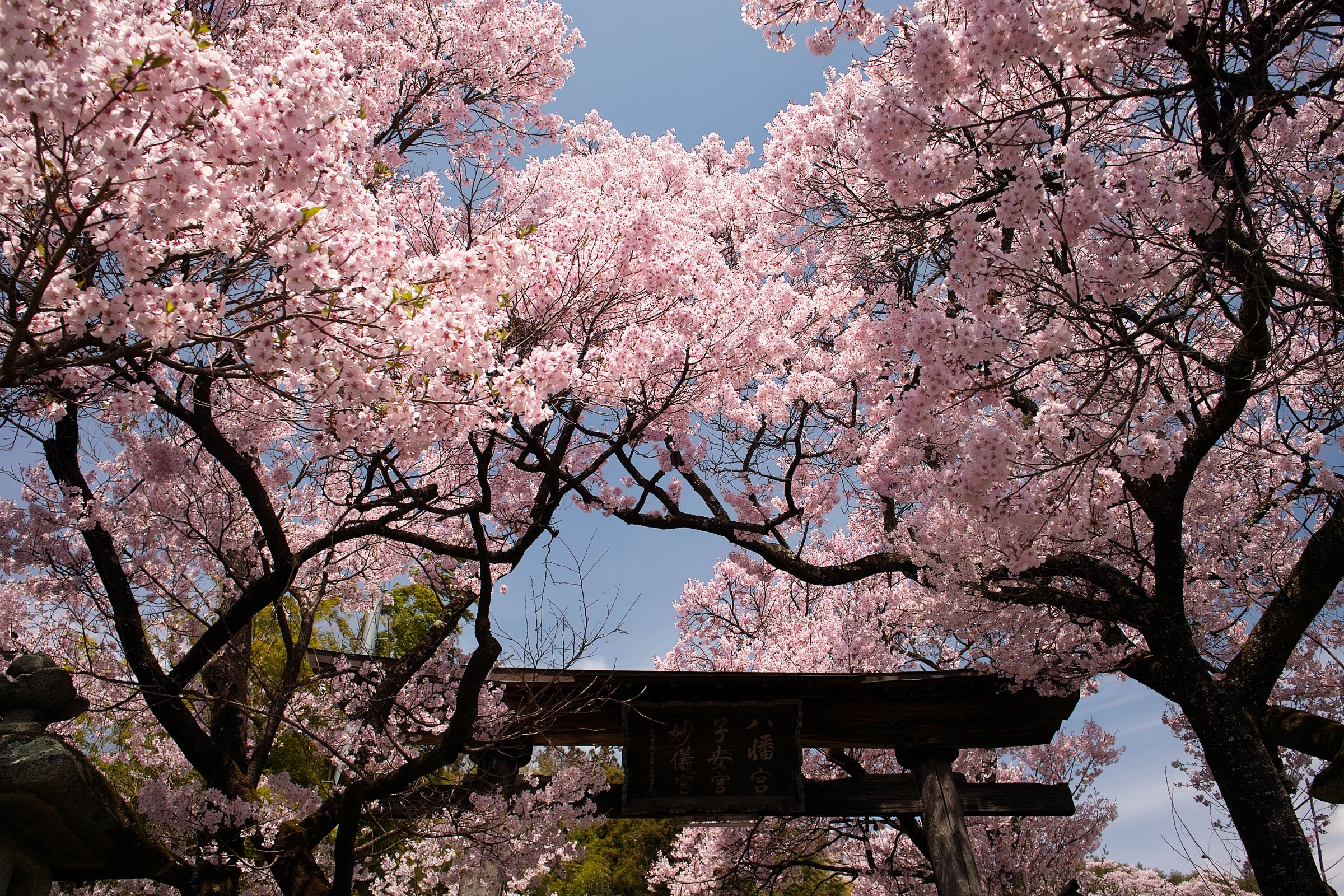 the gioi rop troi hoa anh dao anh 5