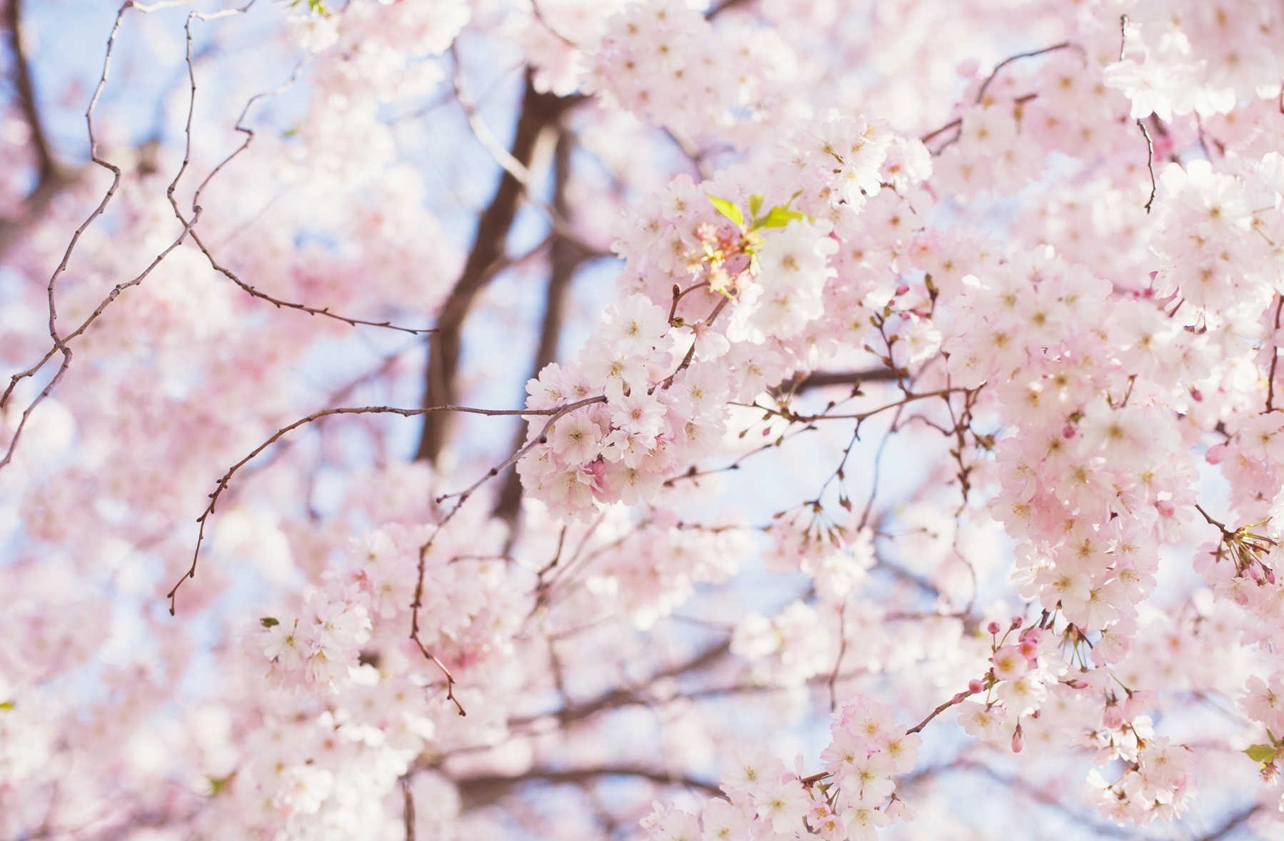 the gioi rop troi hoa anh dao anh 33