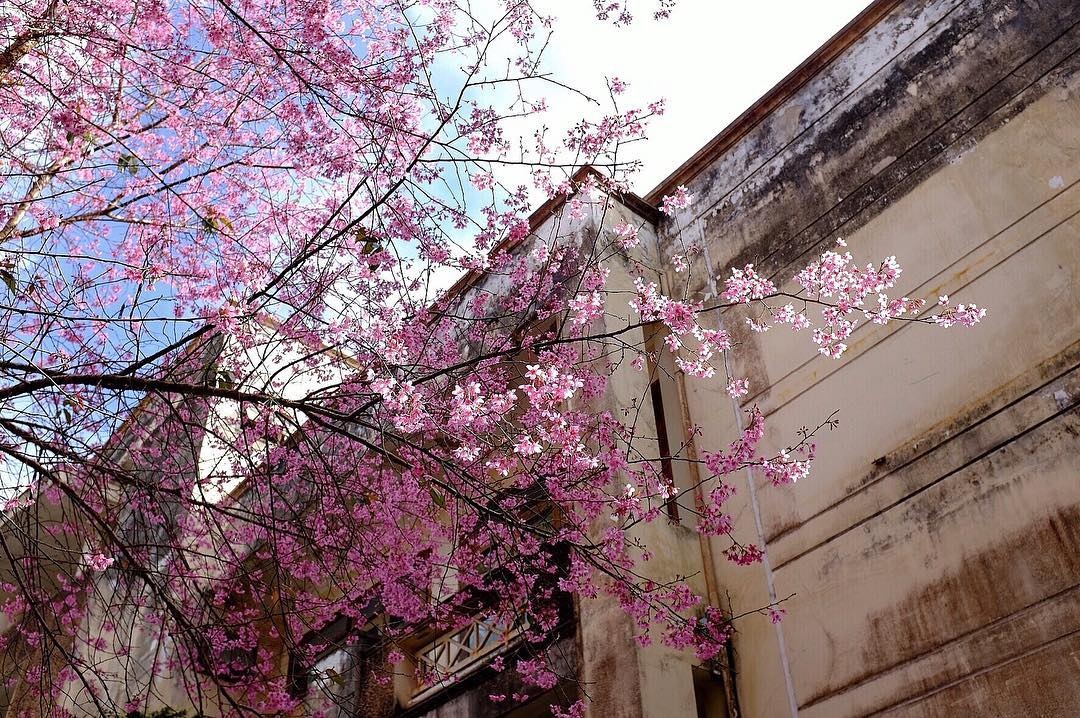 dip Tet Nguyen dan anh 11