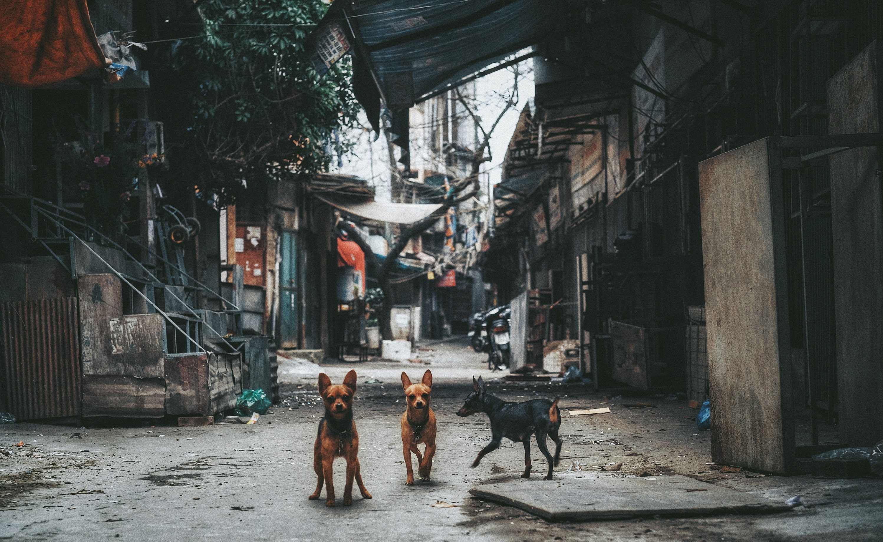 sang mung 1 Tet anh 18