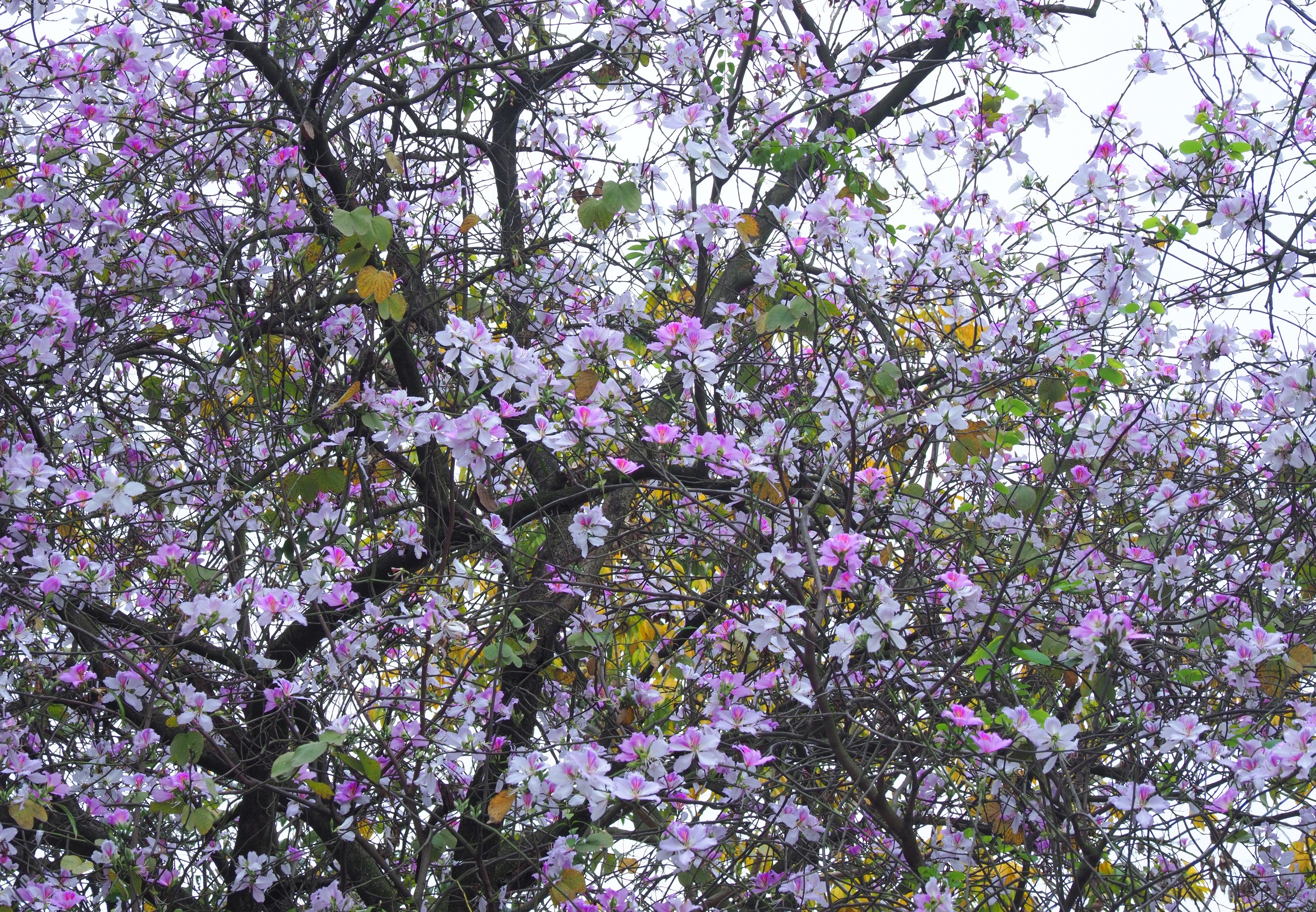 mua hoa ban xuong pho anh 2