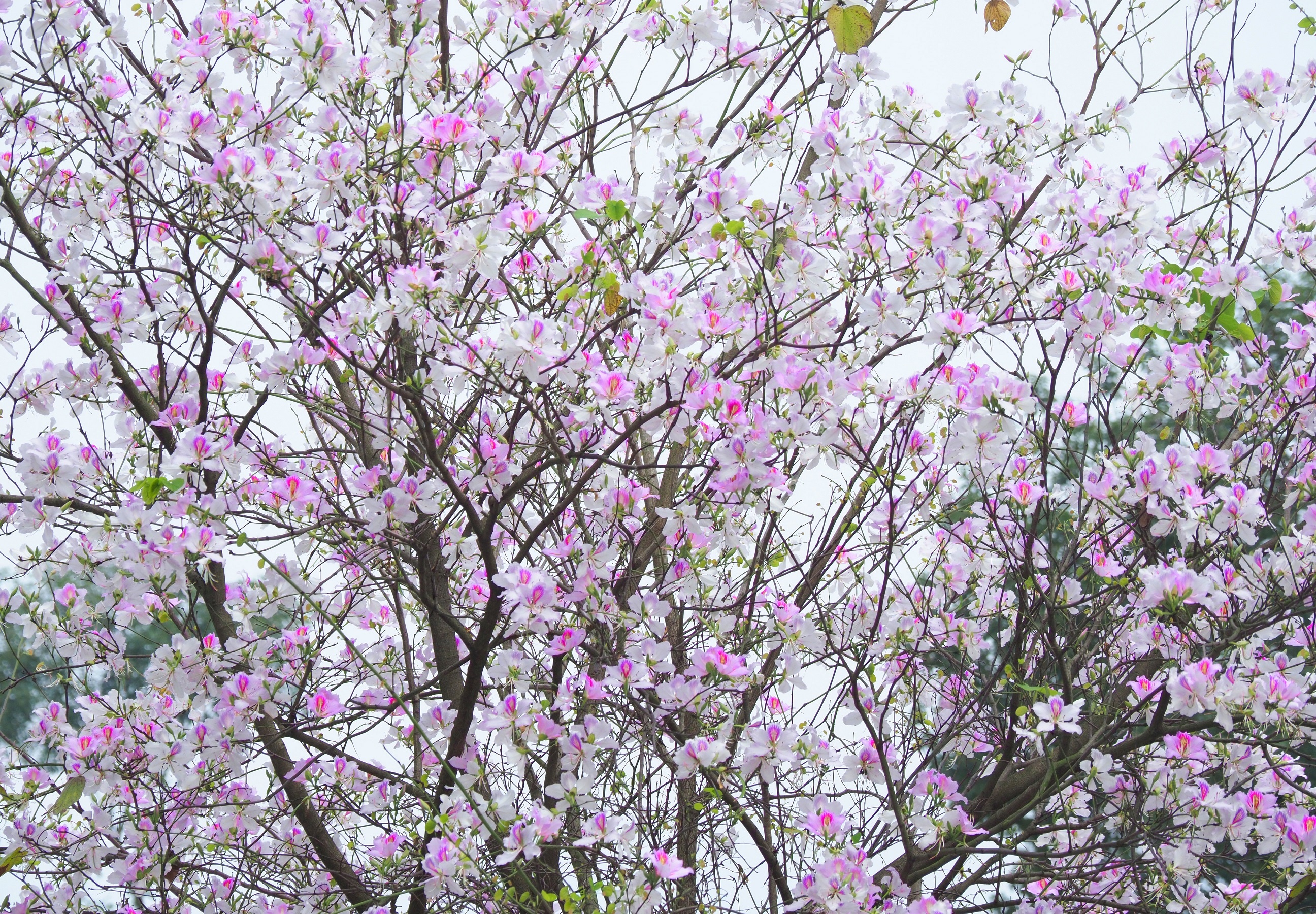 mua hoa ban xuong pho anh 3