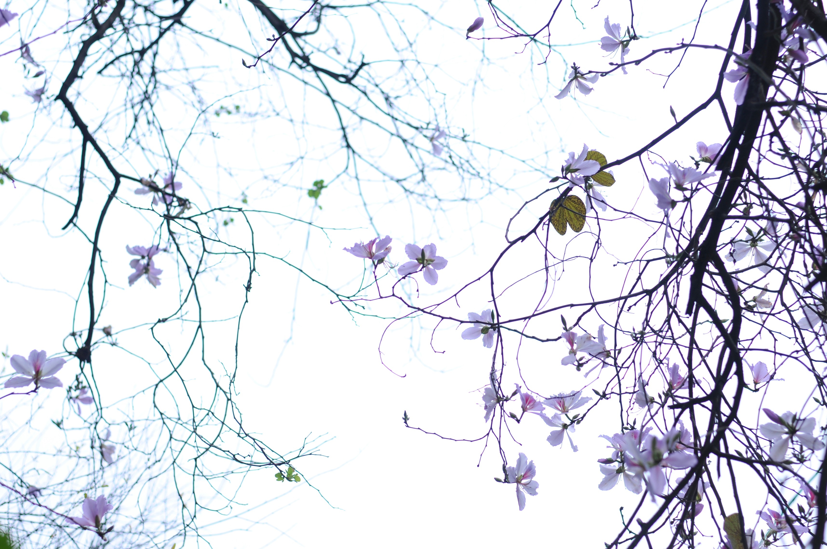 mua hoa ban xuong pho anh 1