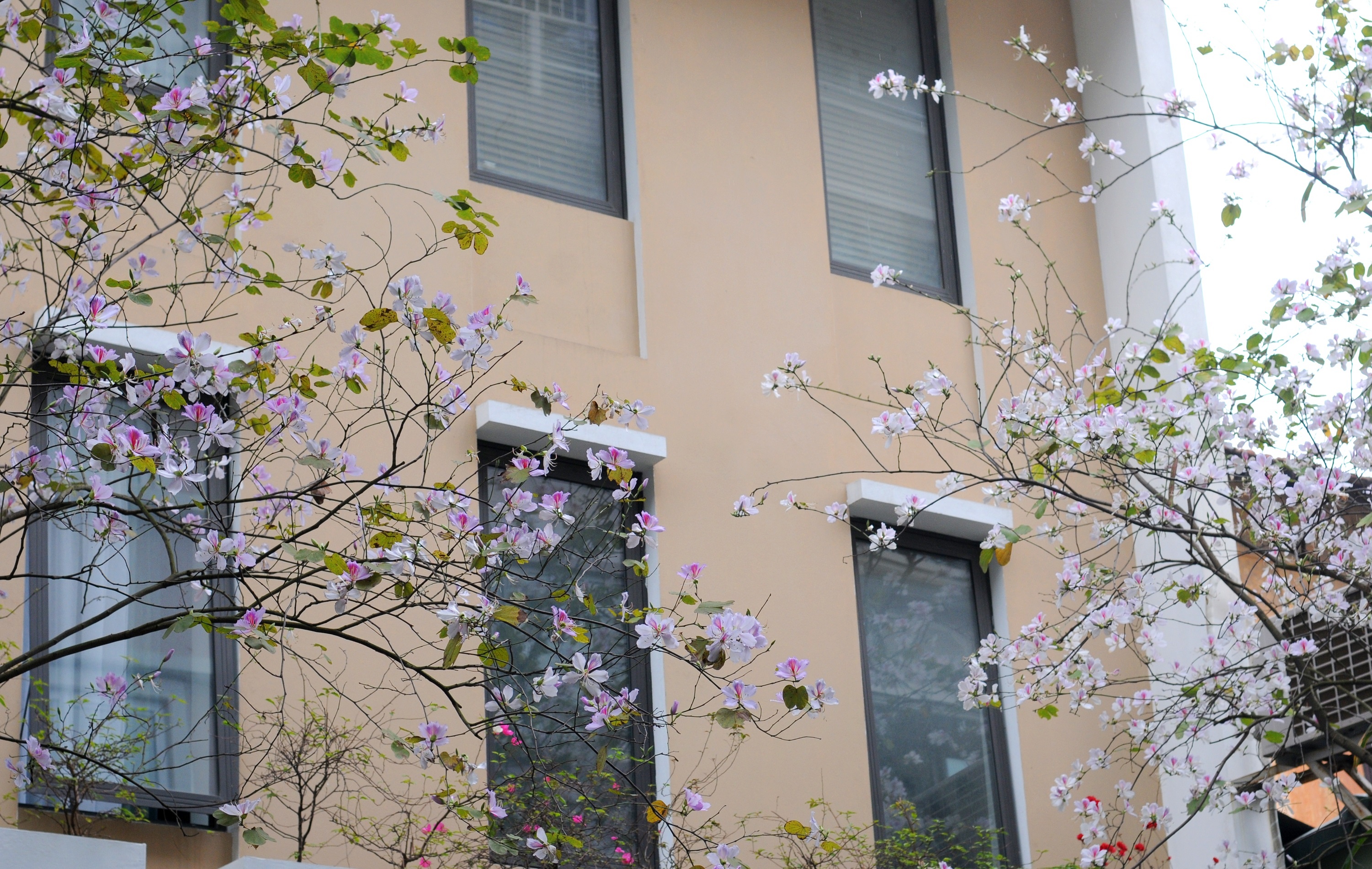 mua hoa ban xuong pho anh 16