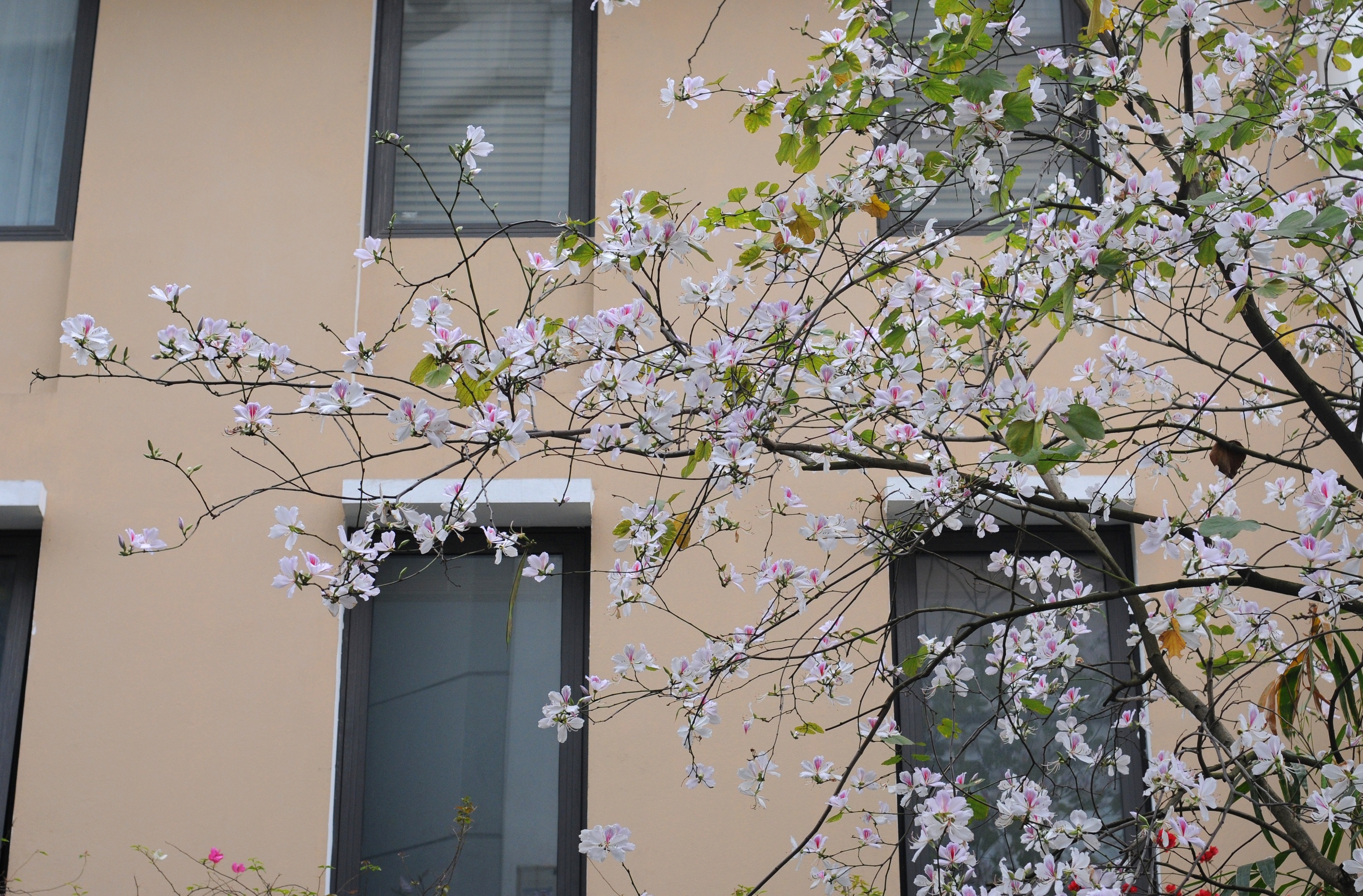 mua hoa ban xuong pho anh 17