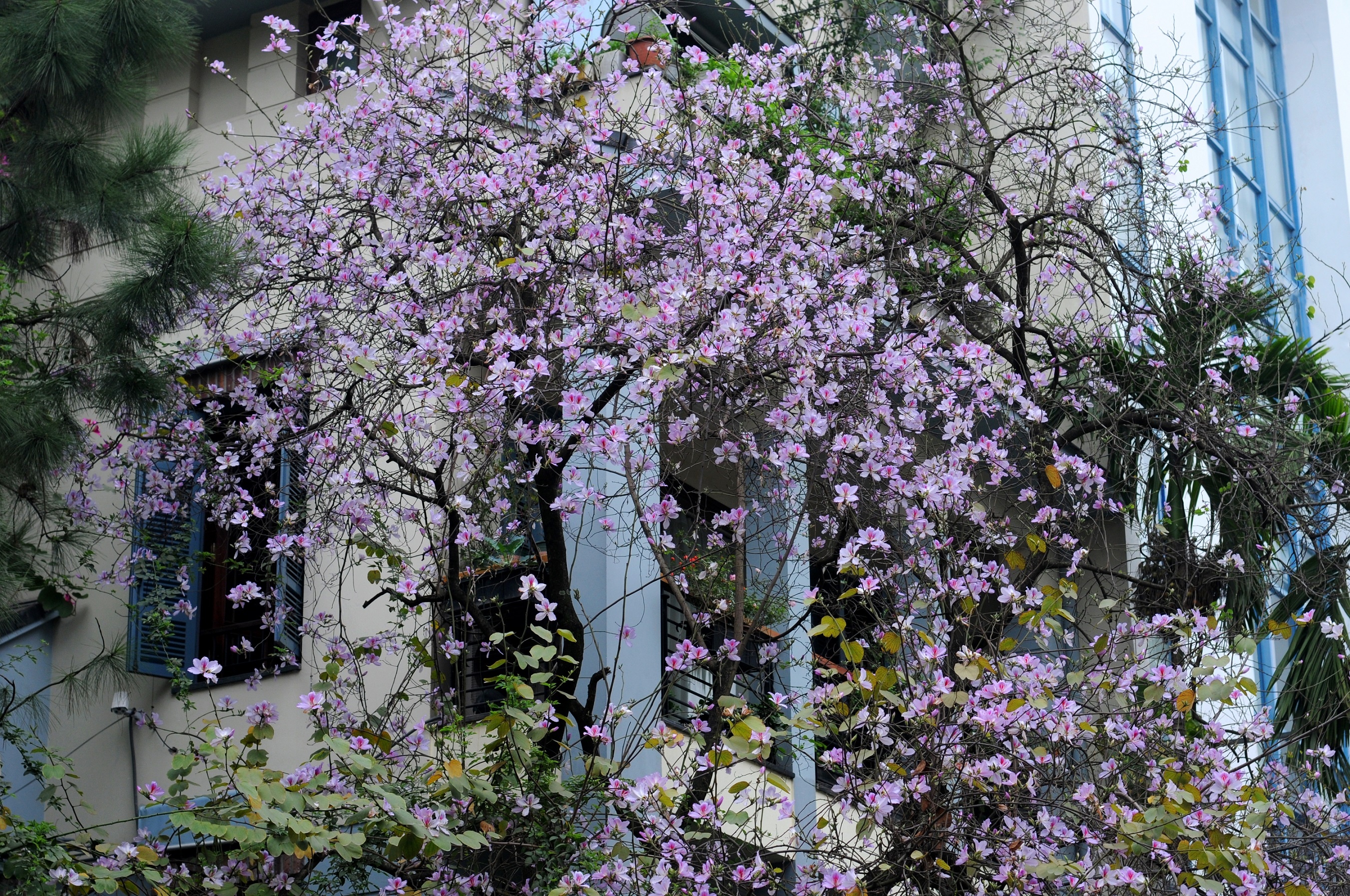 mua hoa ban xuong pho anh 19