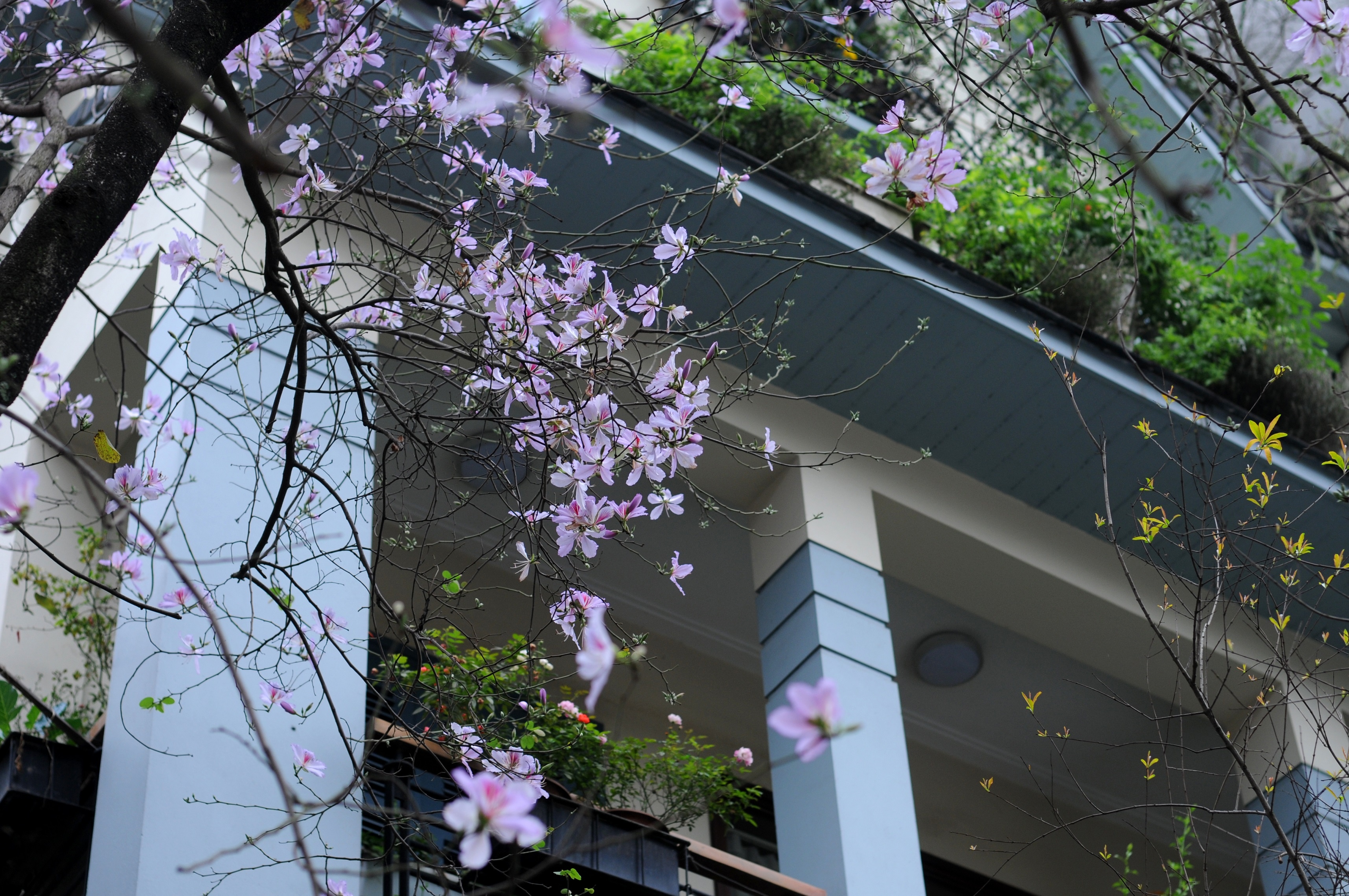 mua hoa ban xuong pho anh 4