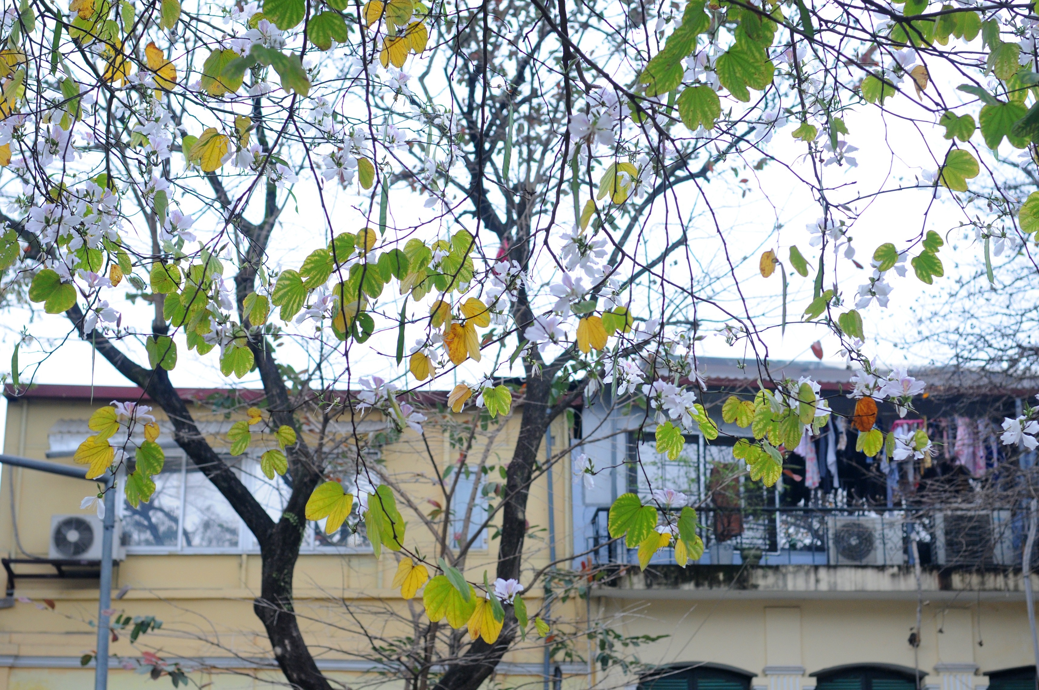 mua hoa ban xuong pho anh 20