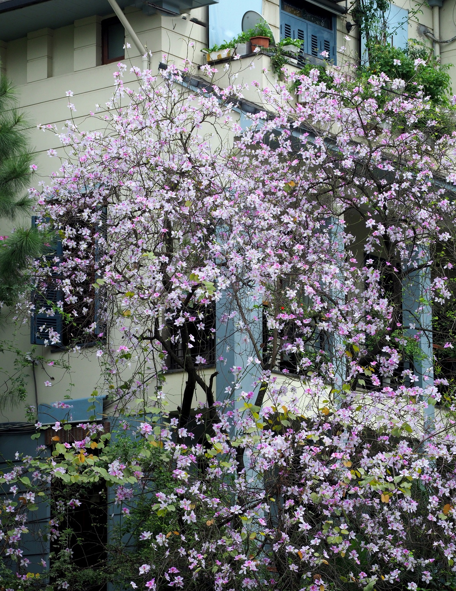 mua hoa ban xuong pho anh 12