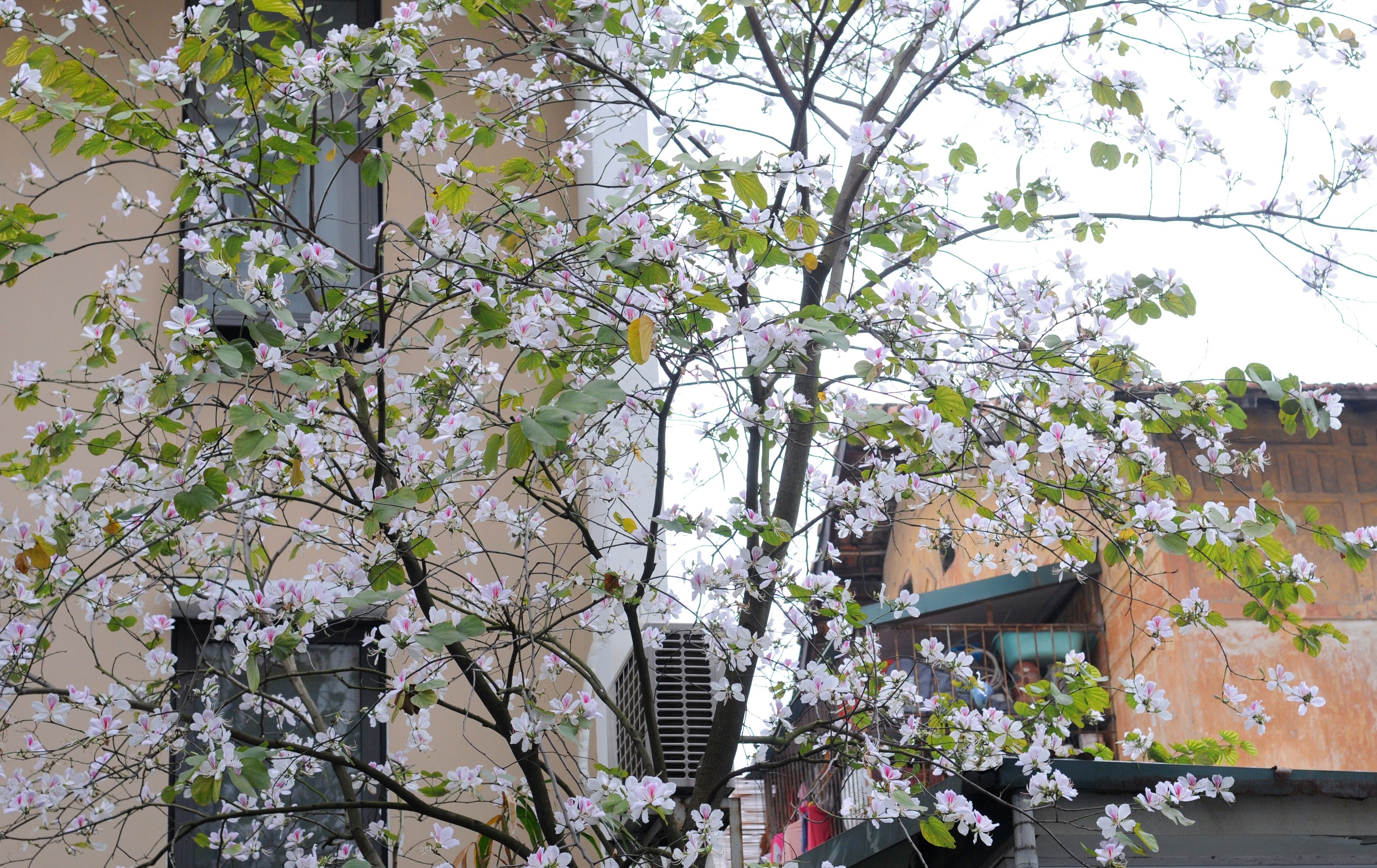 mua hoa ban xuong pho anh 6