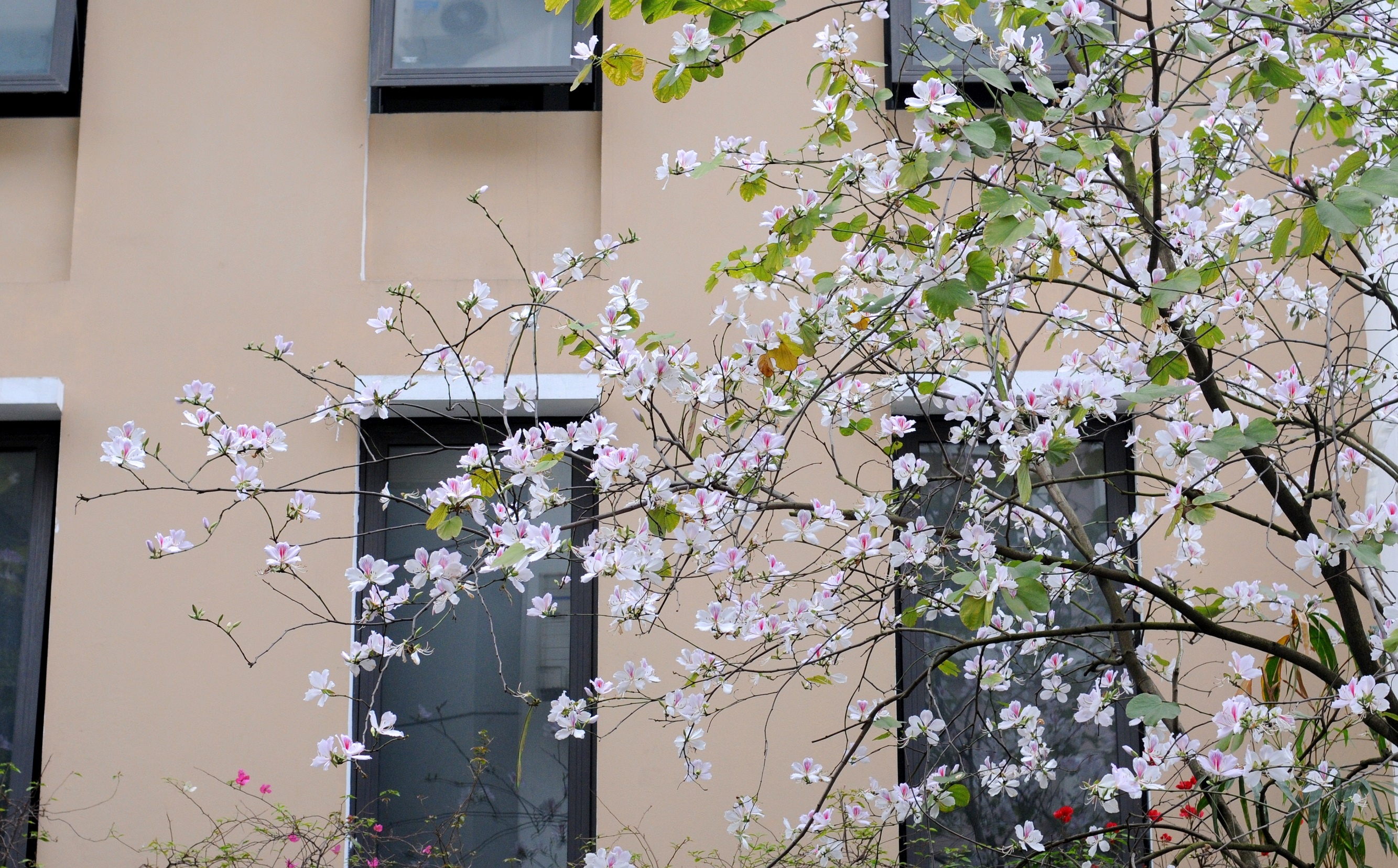 mua hoa ban xuong pho anh 7