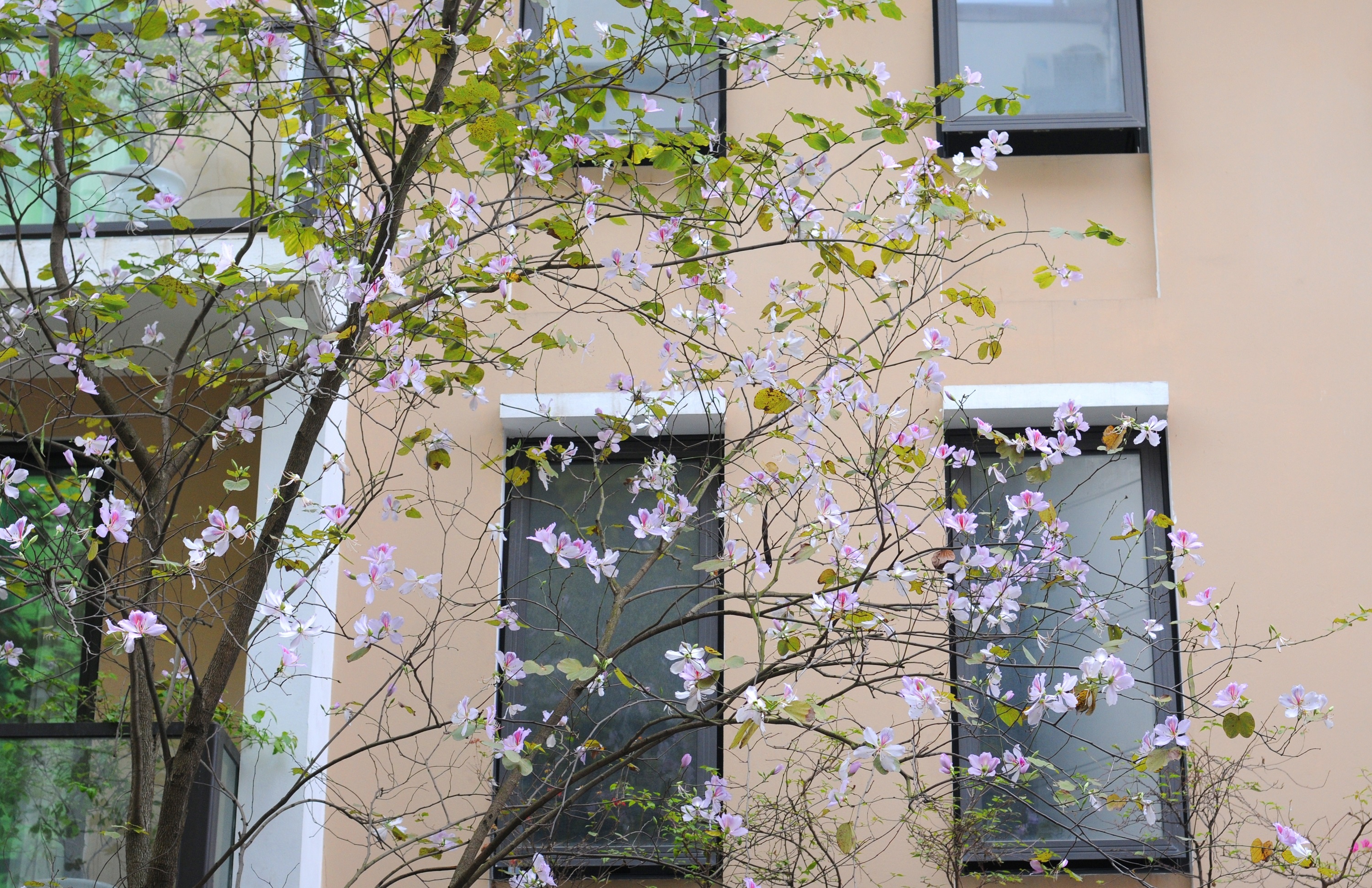 mua hoa ban xuong pho anh 8