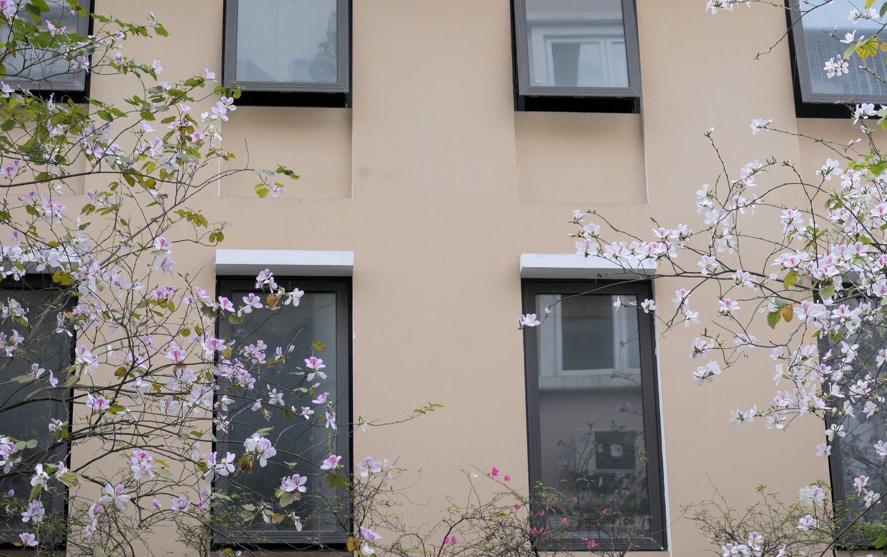 mua hoa ban xuong pho anh 9