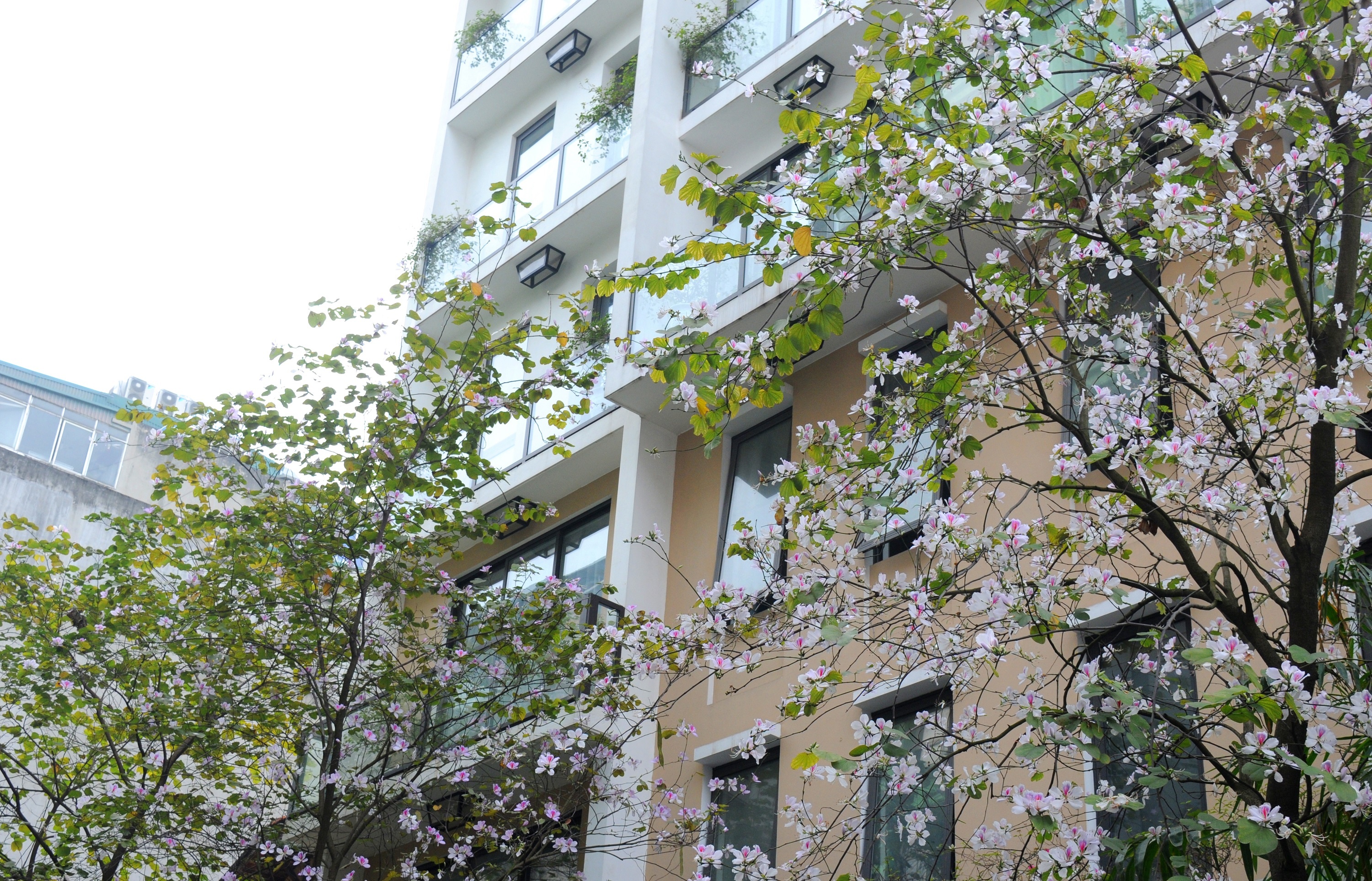 mua hoa ban xuong pho anh 10