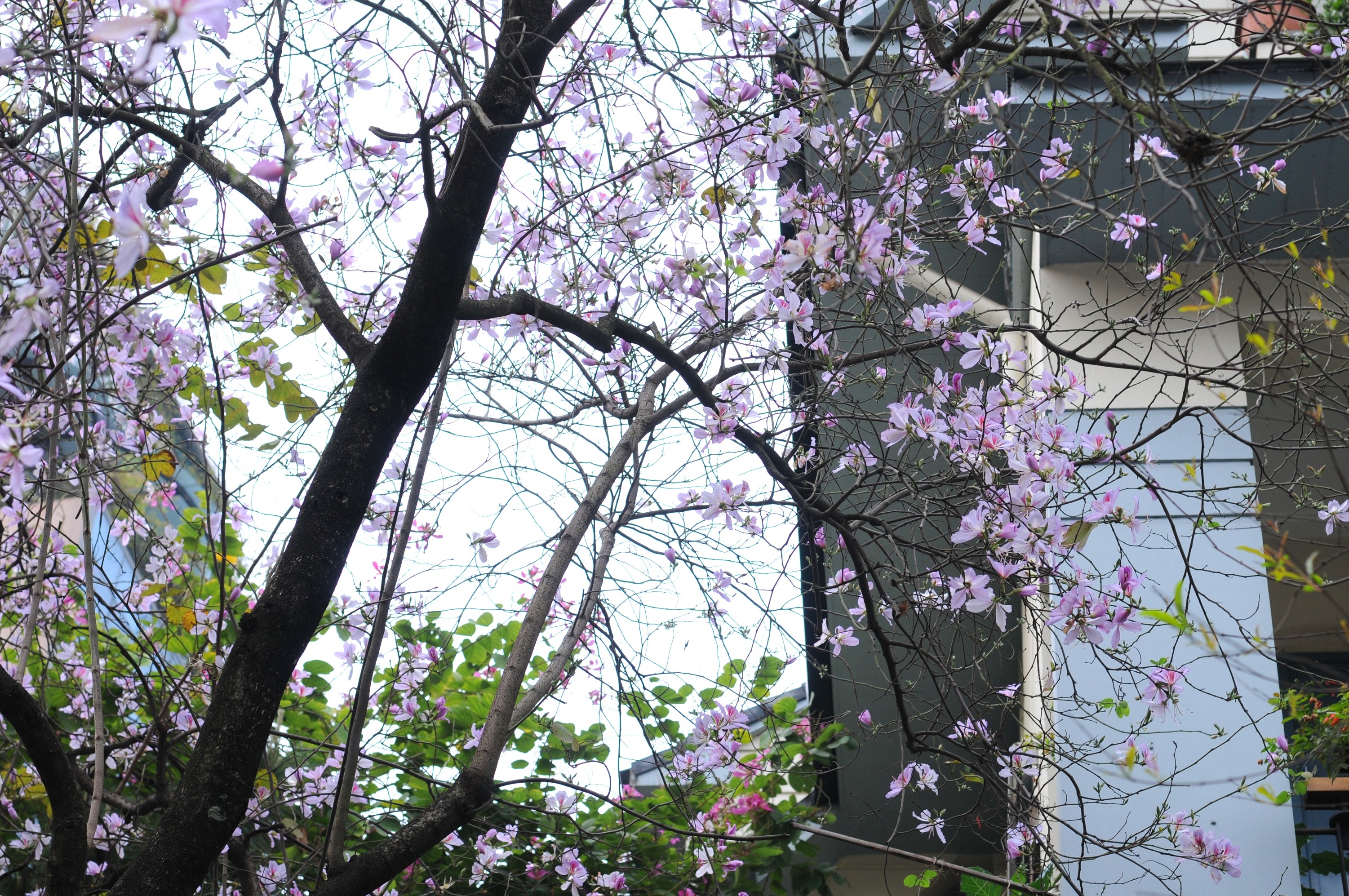 mua hoa ban xuong pho anh 14