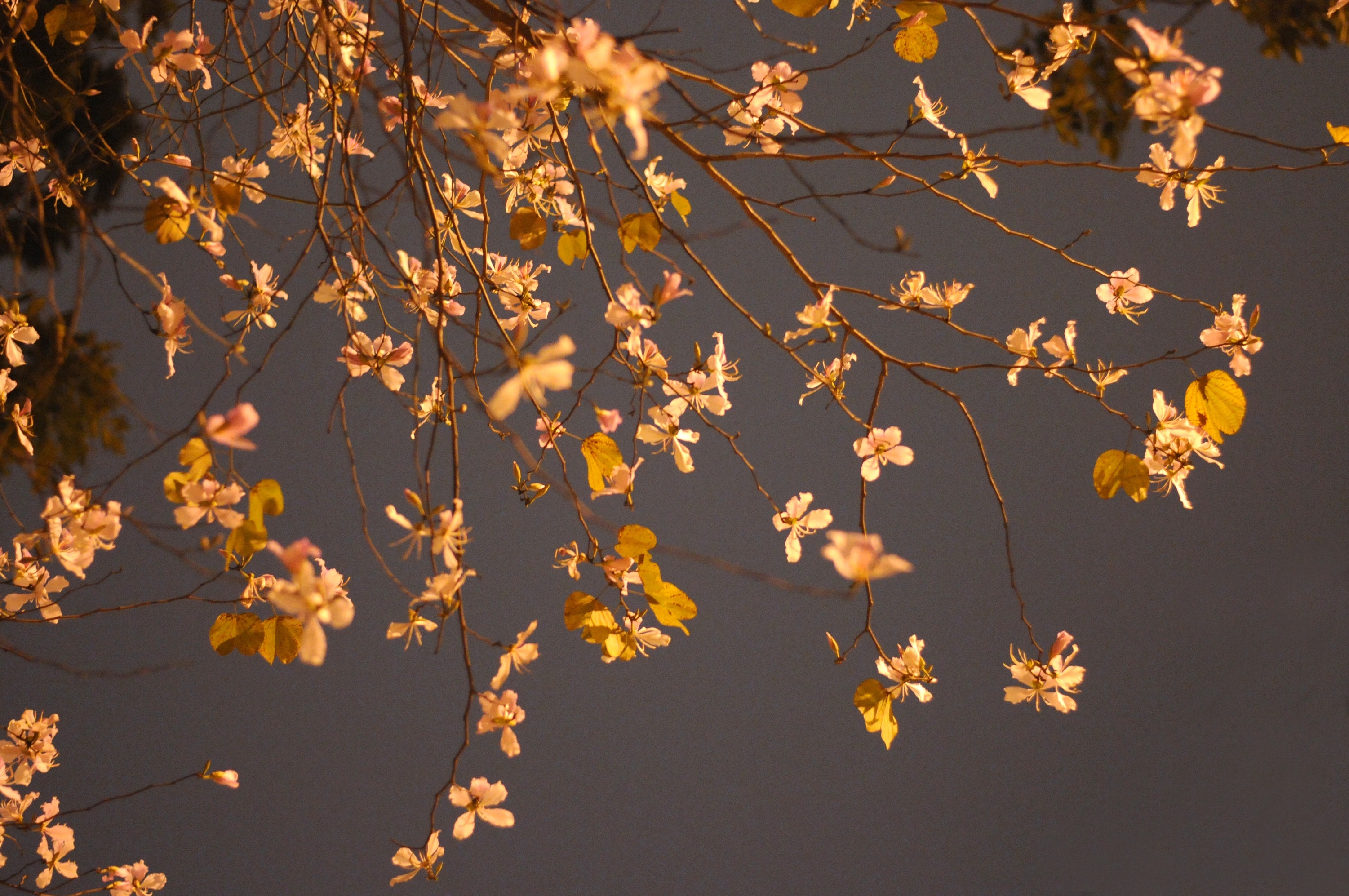 mua hoa ban xuong pho anh 42